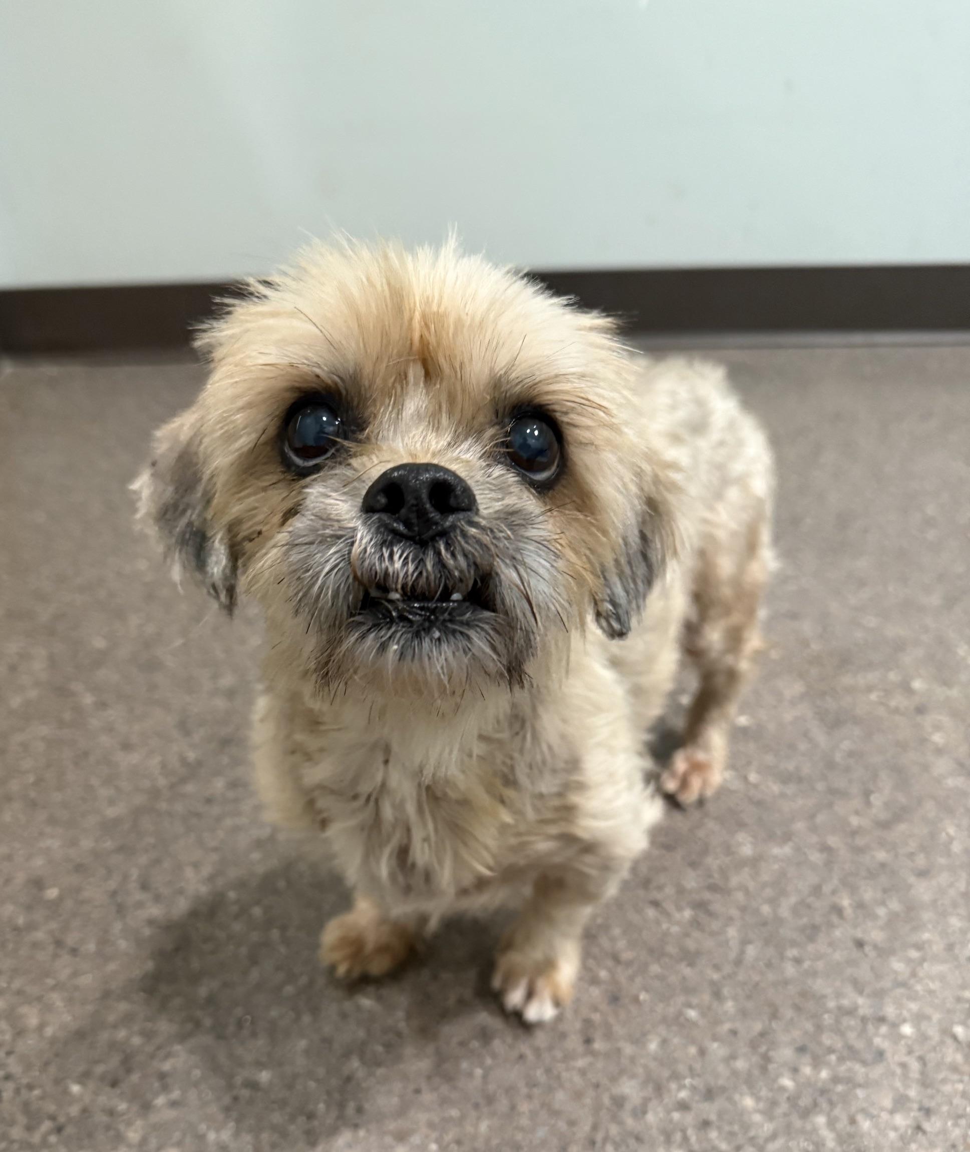 Capp, Cappy, Cappuccino, adopted, Senior Male Shih Tzu.
