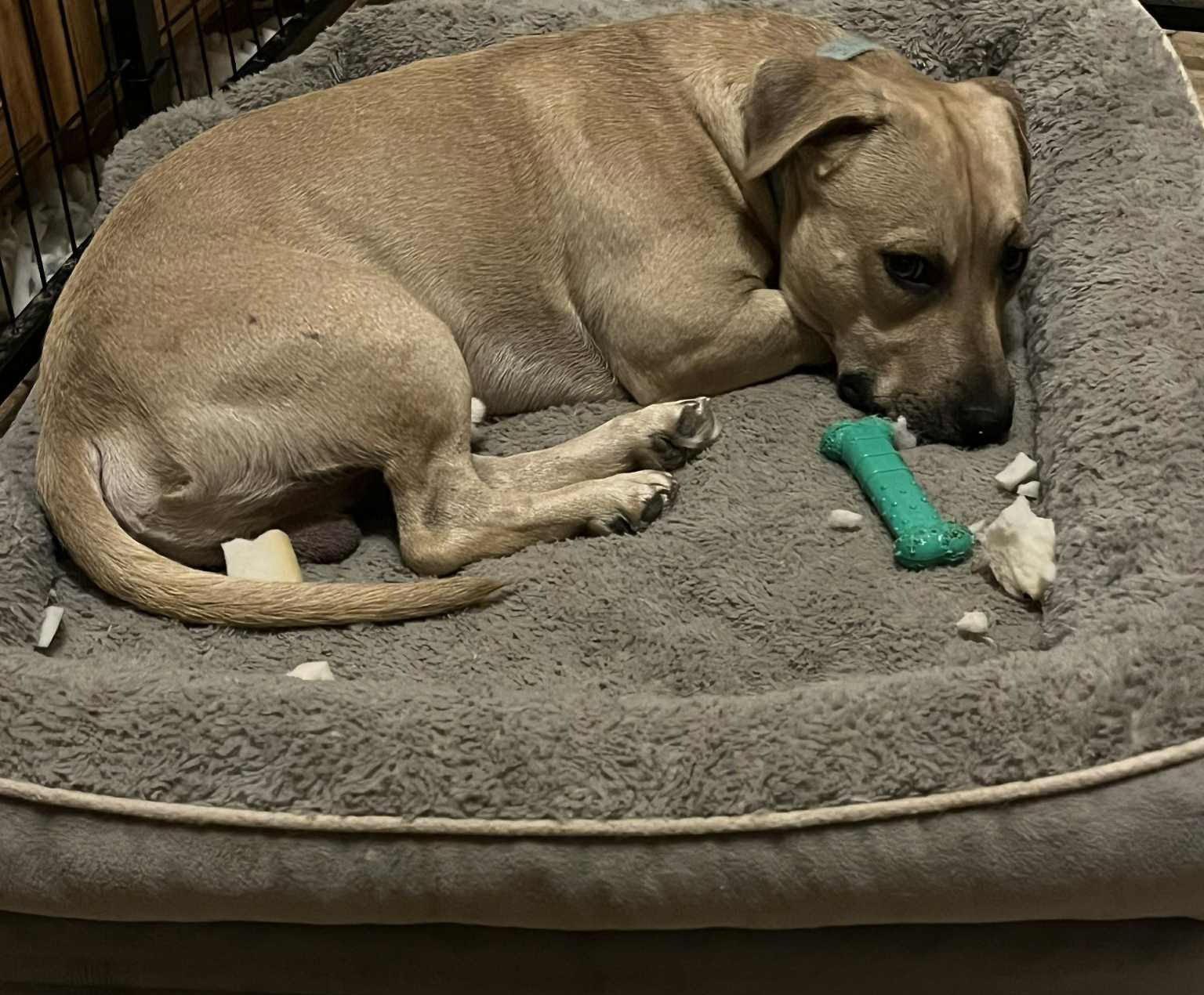 Enlarge Hudson, a Adoptable mixed breed in Kansas City, MO image 2/3