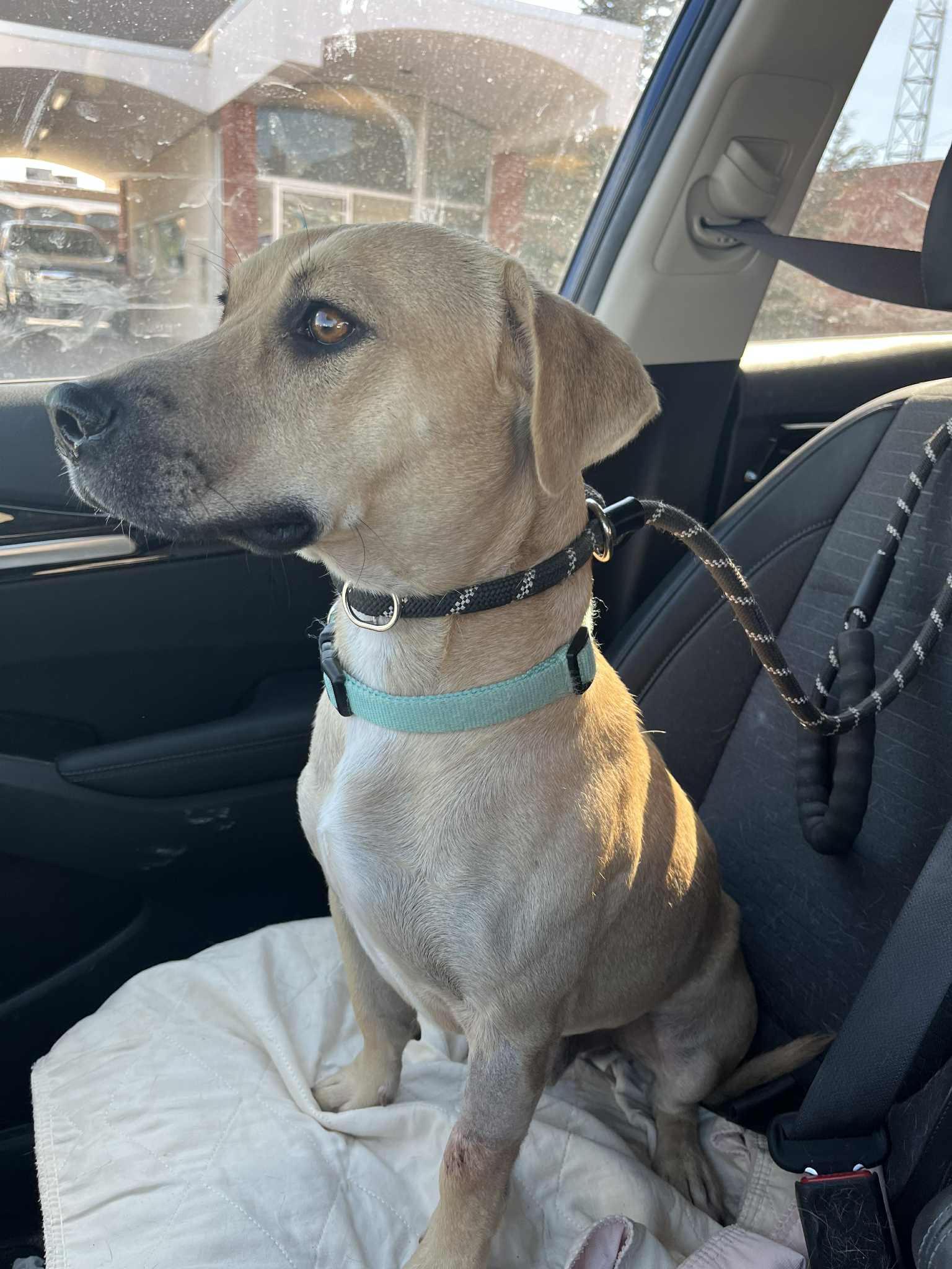 Enlarge Hudson, a Adoptable mixed breed in Kansas City, MO image 3/3