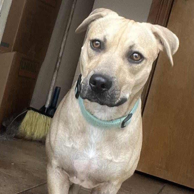 Enlarge Hudson, a Adoptable mixed breed in Kansas City, MO image 1/3