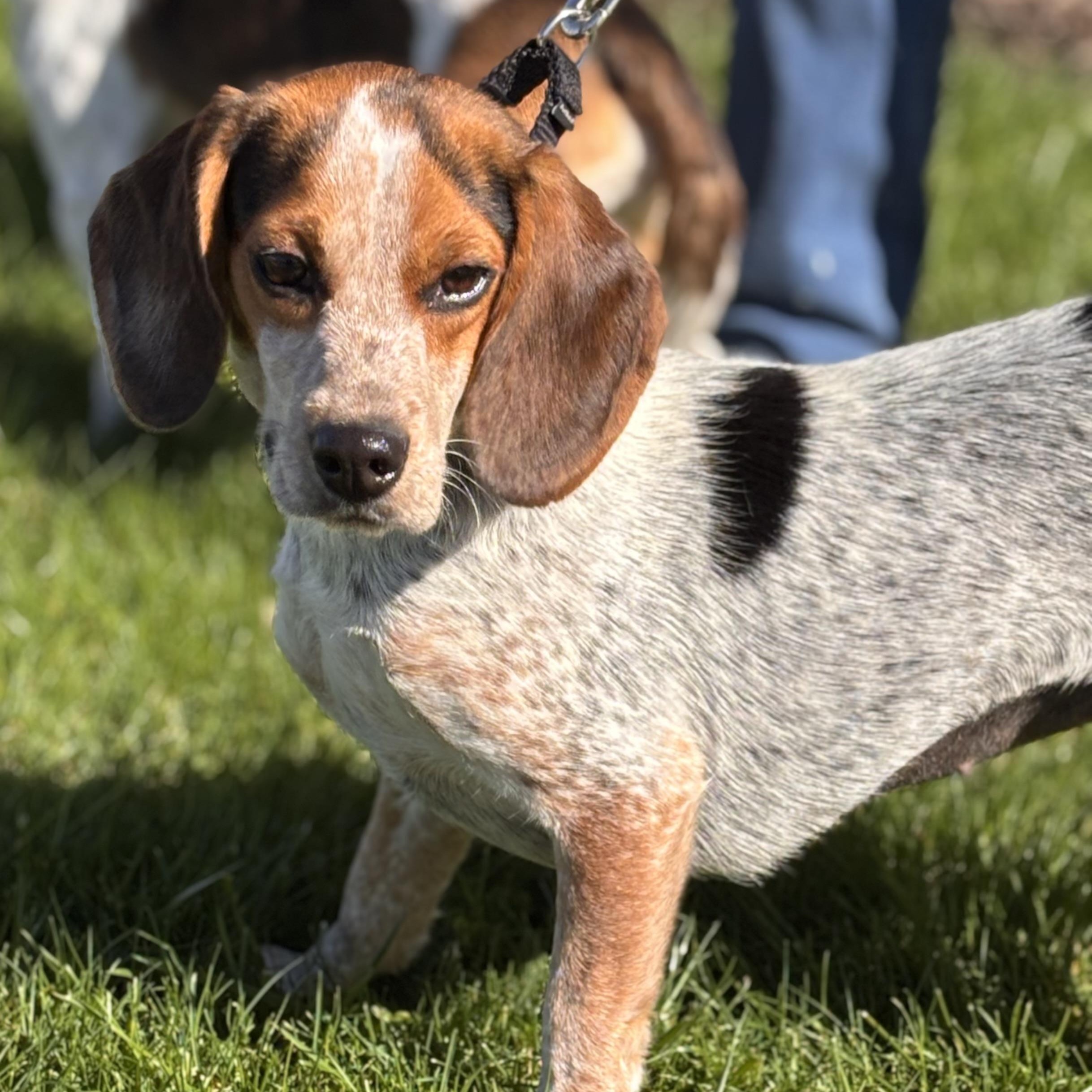 Rescue Daisy, Adoptable, Young Female Beagle.