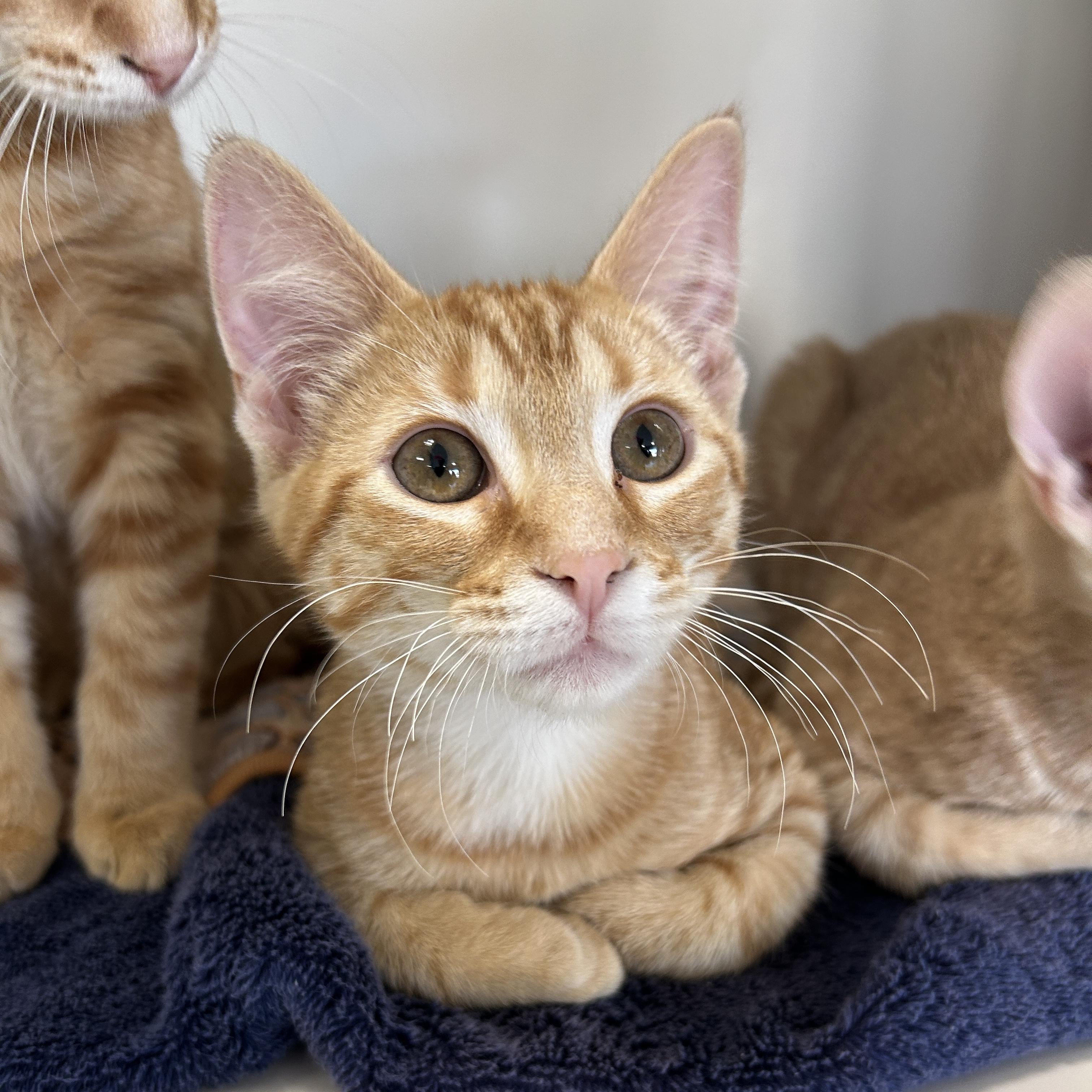 Enlarge Cosmos, an adopted Domestic Short Hair in La Grange Park, IL image 2/3