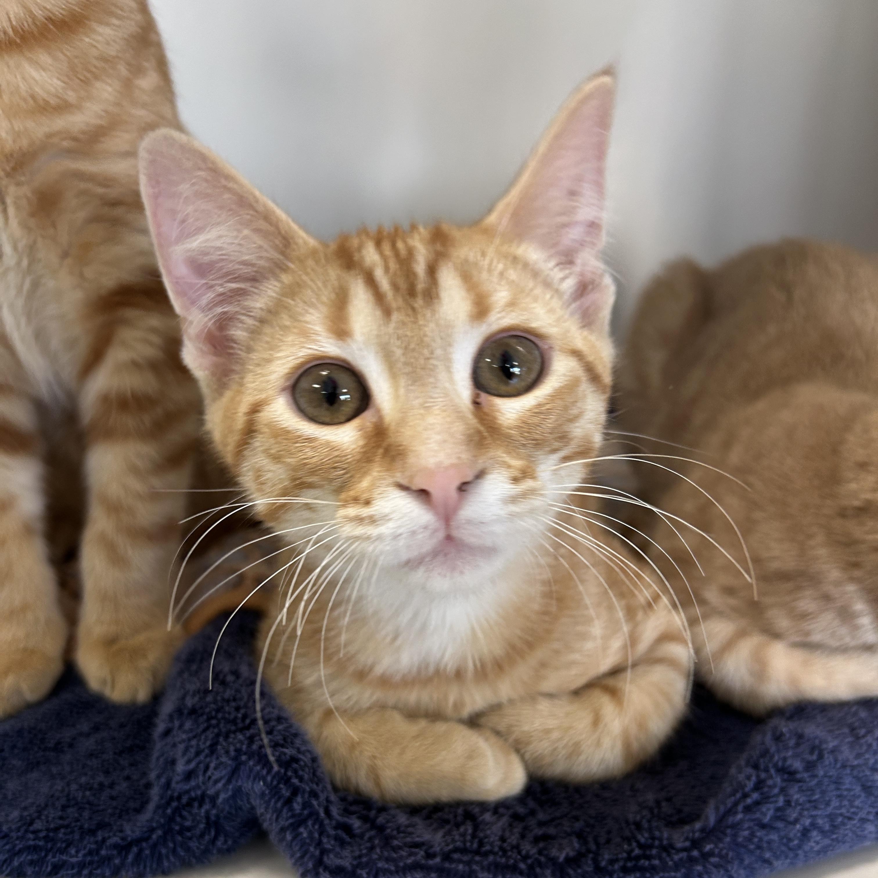 Enlarge Cosmos, an adopted Domestic Short Hair in La Grange Park, IL image 3/3