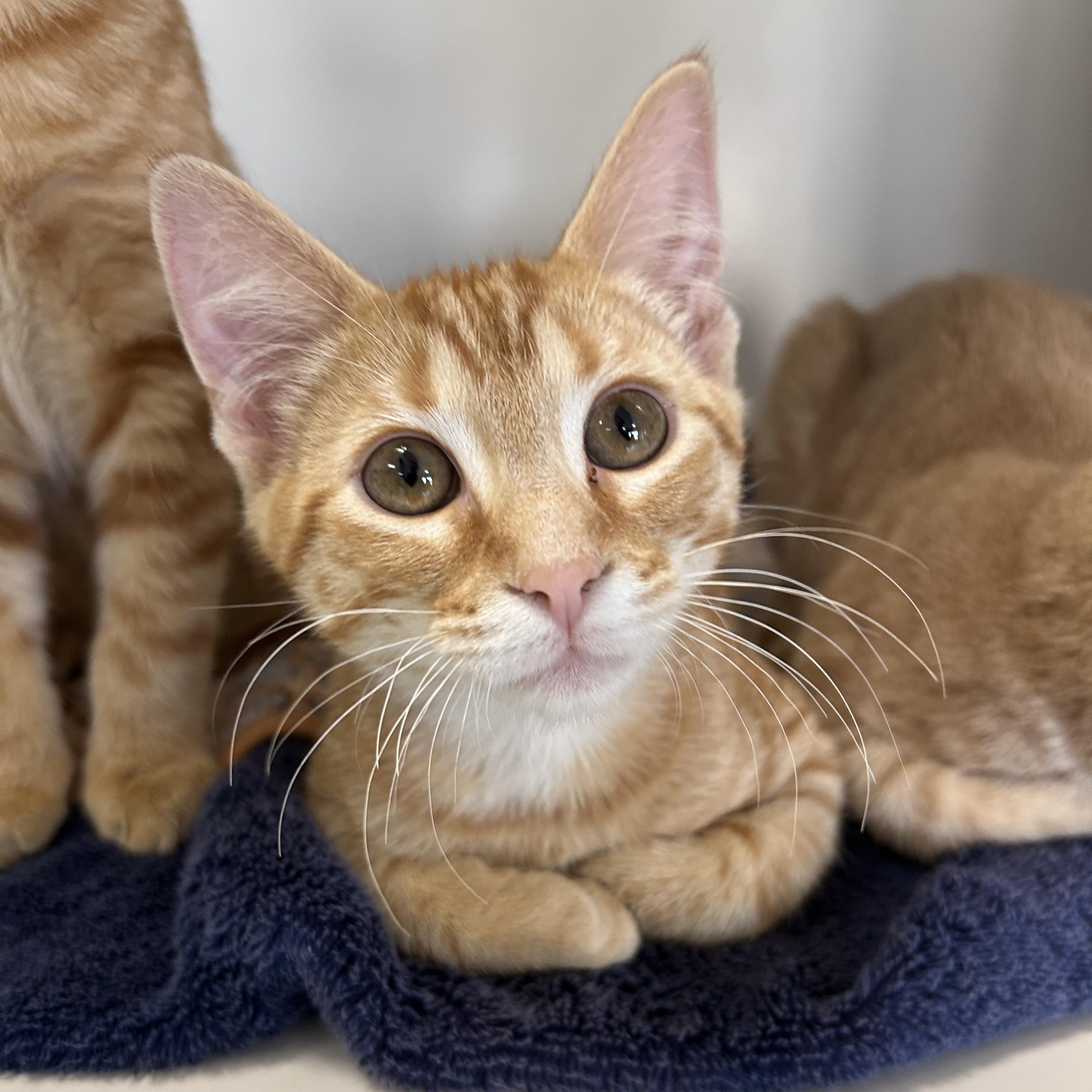 Cosmos, adopted, Kitten Male Domestic Short Hair.