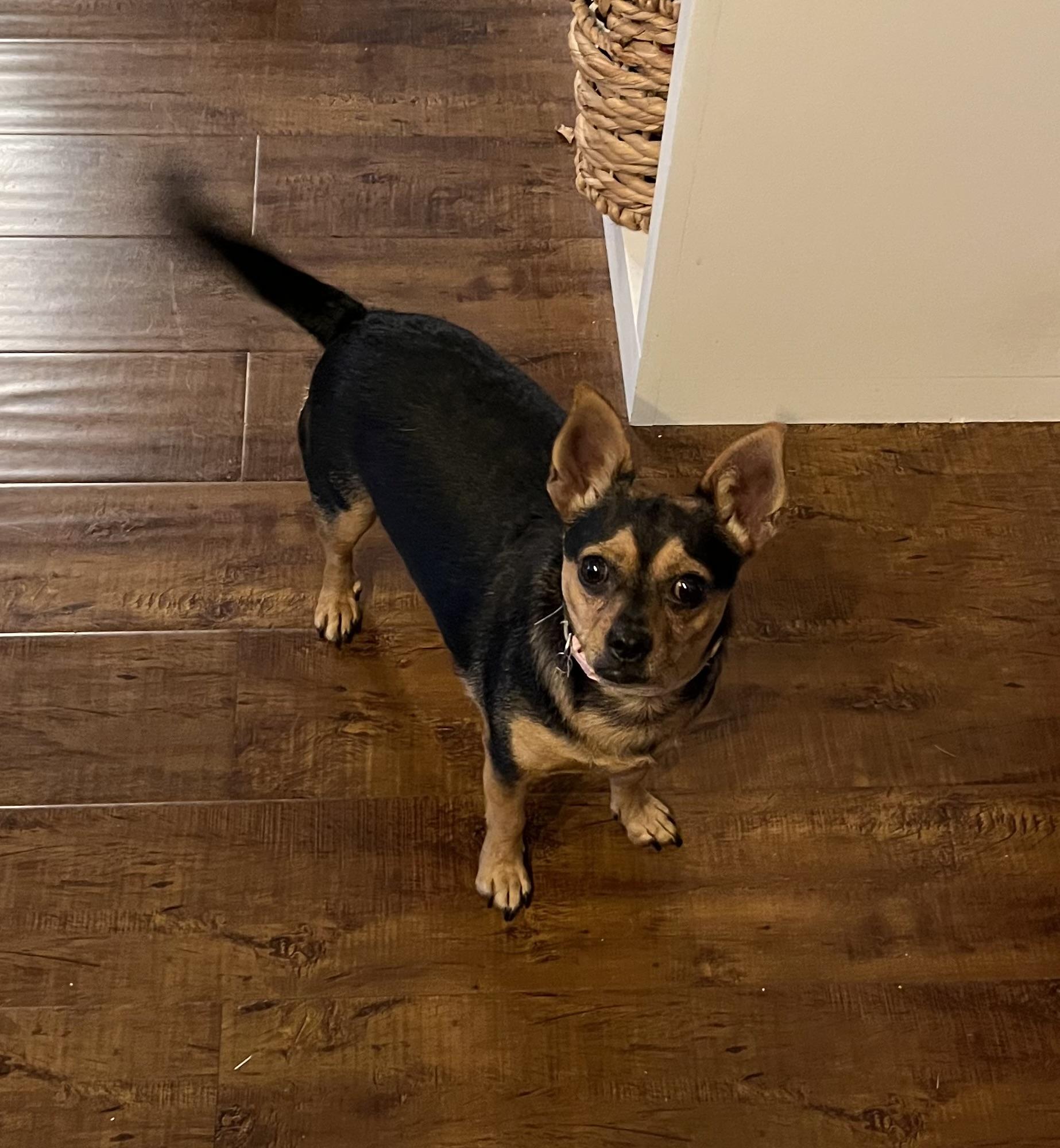 Kadi, a Adoptable Chihuahua in Plano, TX image 1/6