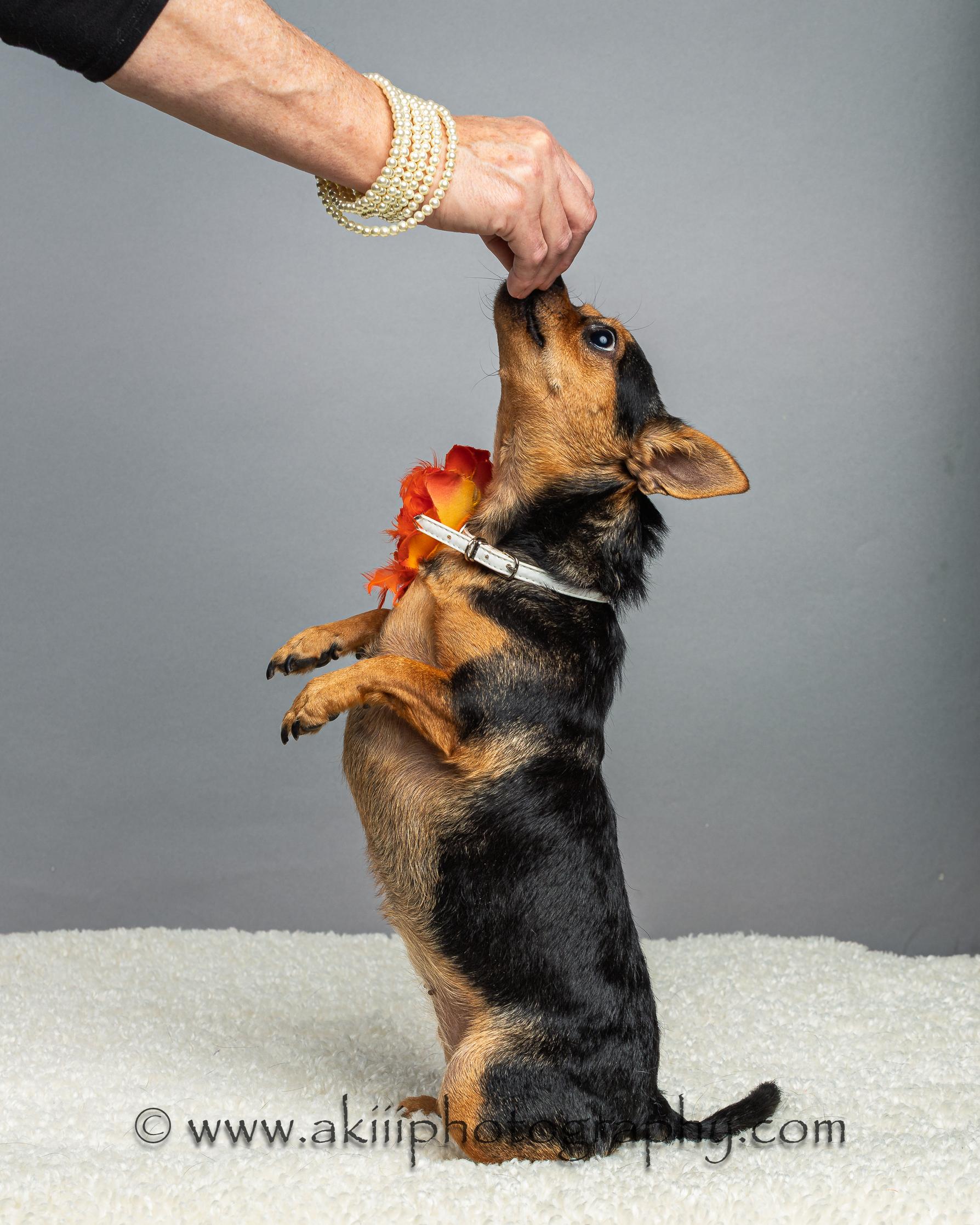 Kadi, a Adoptable Chihuahua in Plano, TX image 2/6