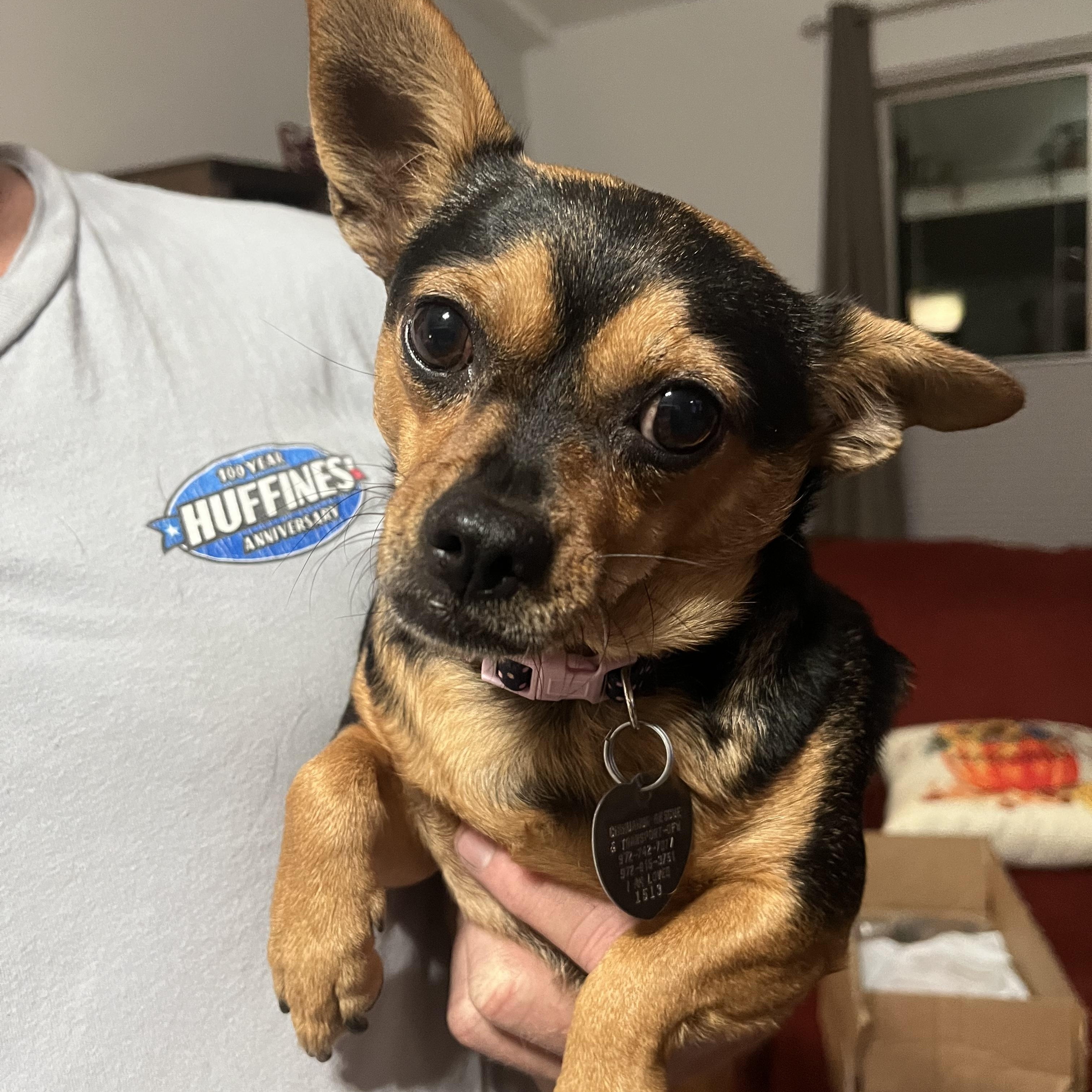 Kadi, a Adoptable Chihuahua in Plano, TX image 3/6