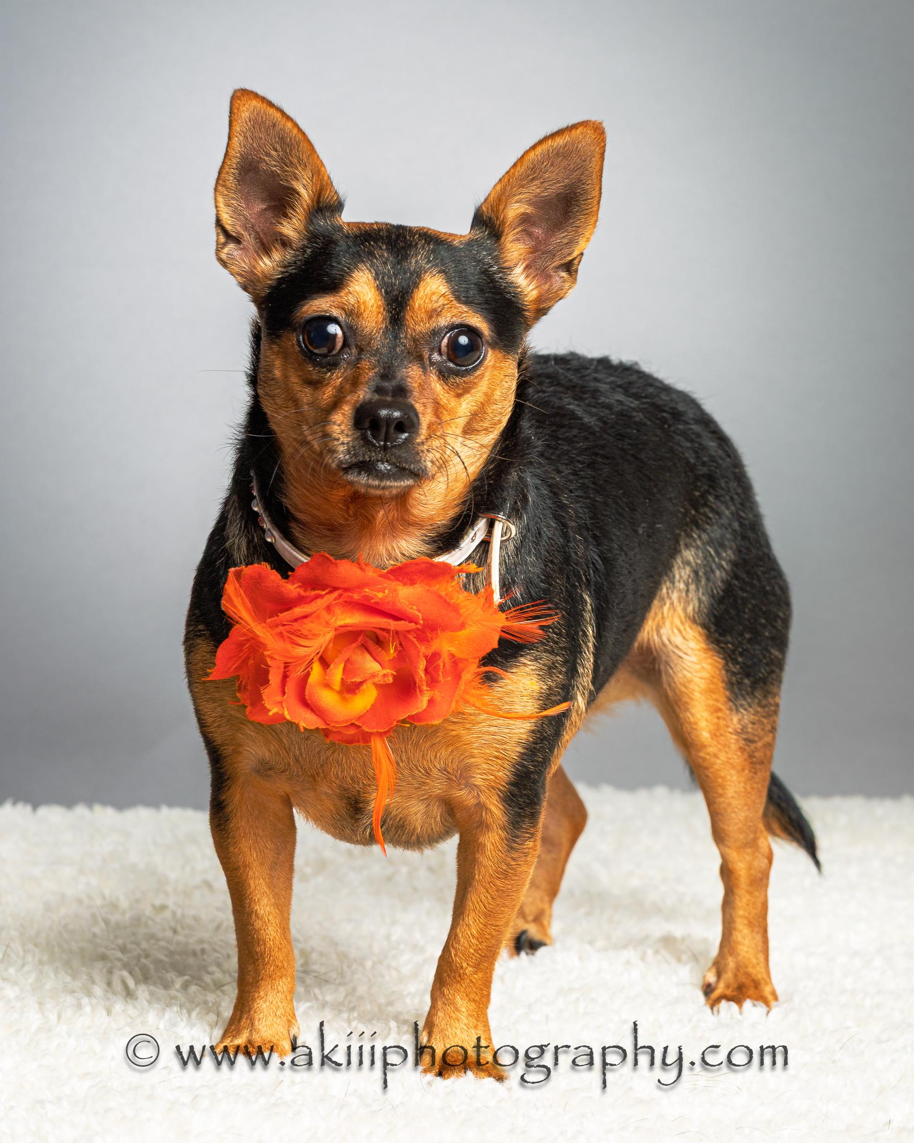 Kadi, a Adoptable Chihuahua in Plano, TX image 4/6