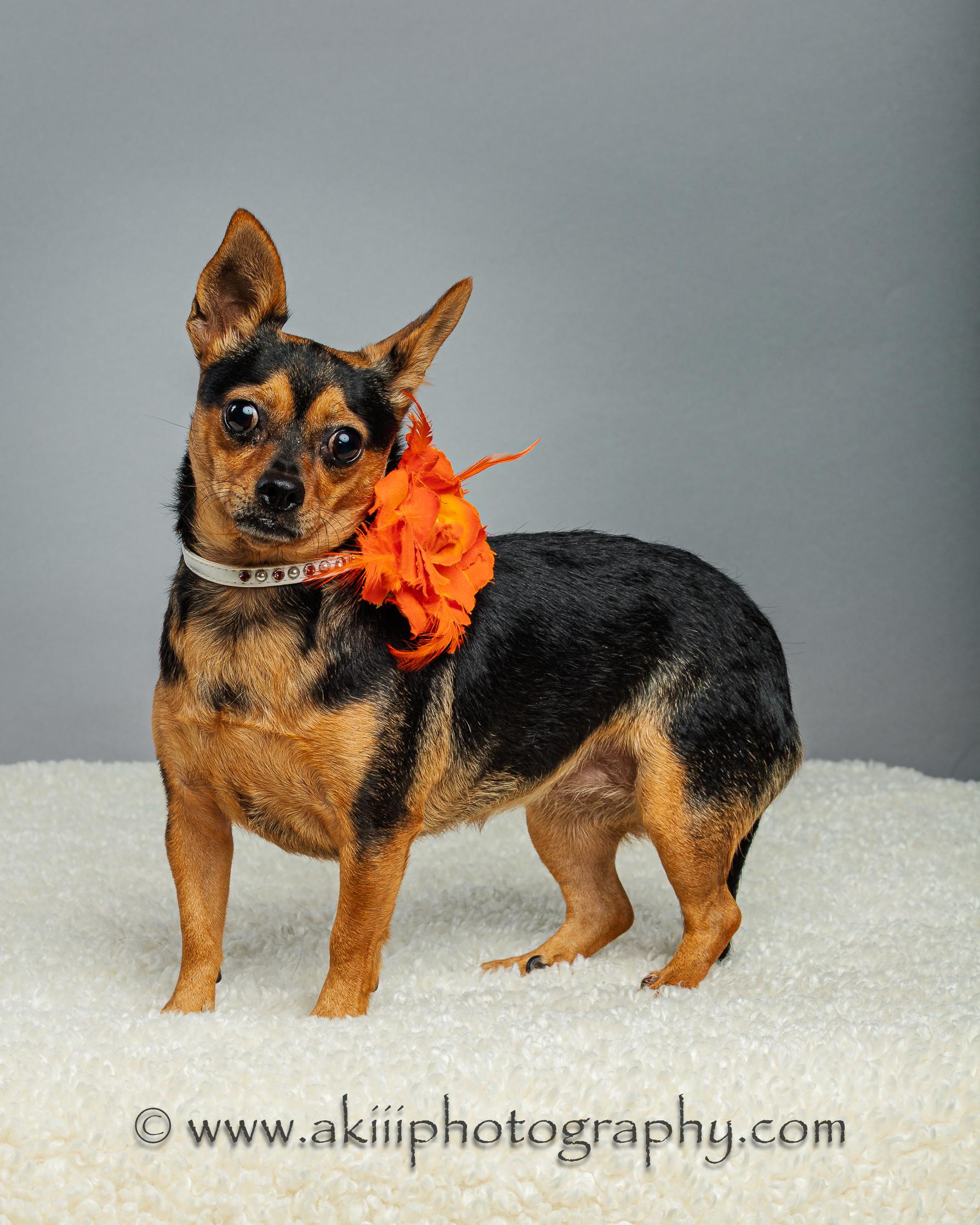 Kadi, a Adoptable Chihuahua in Plano, TX image 5/6