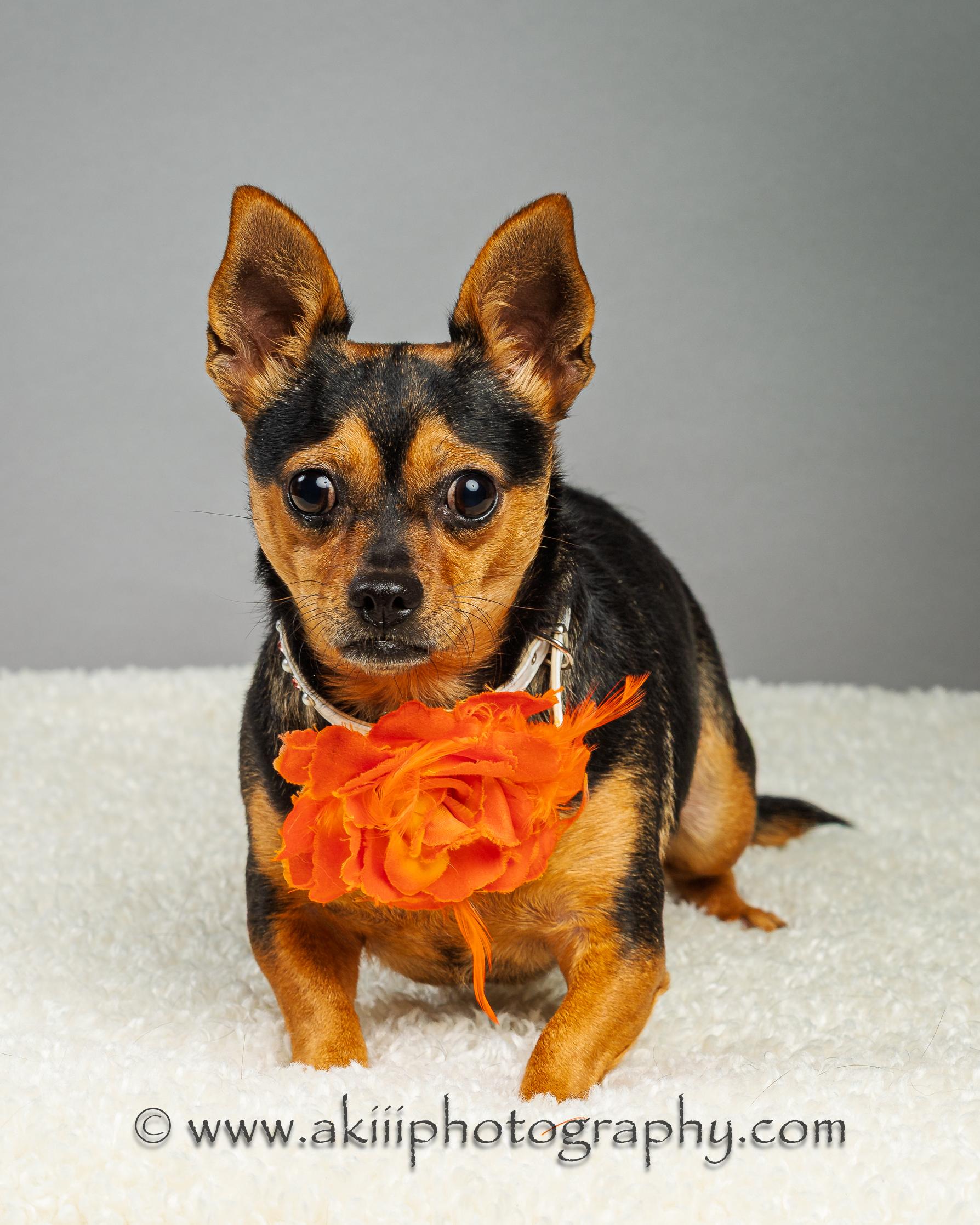 Kadi, a Adoptable Chihuahua in Plano, TX image 6/6