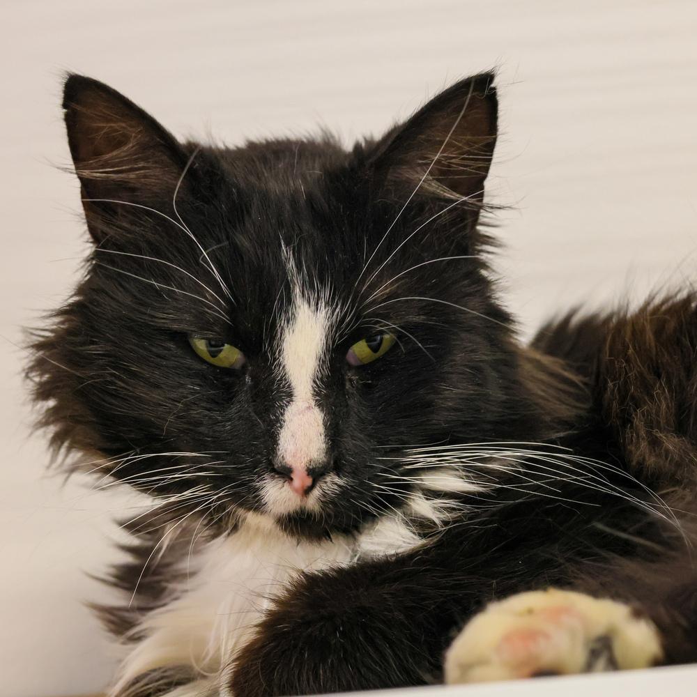 Enlarge **Cat Cafe** Grendel, a Adoptable Domestic Long Hair in Topeka, KS image 1/2