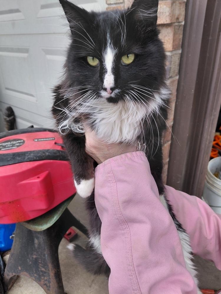 Enlarge **Cat Cafe** Grendel, a Adoptable Domestic Long Hair in Topeka, KS image 2/2
