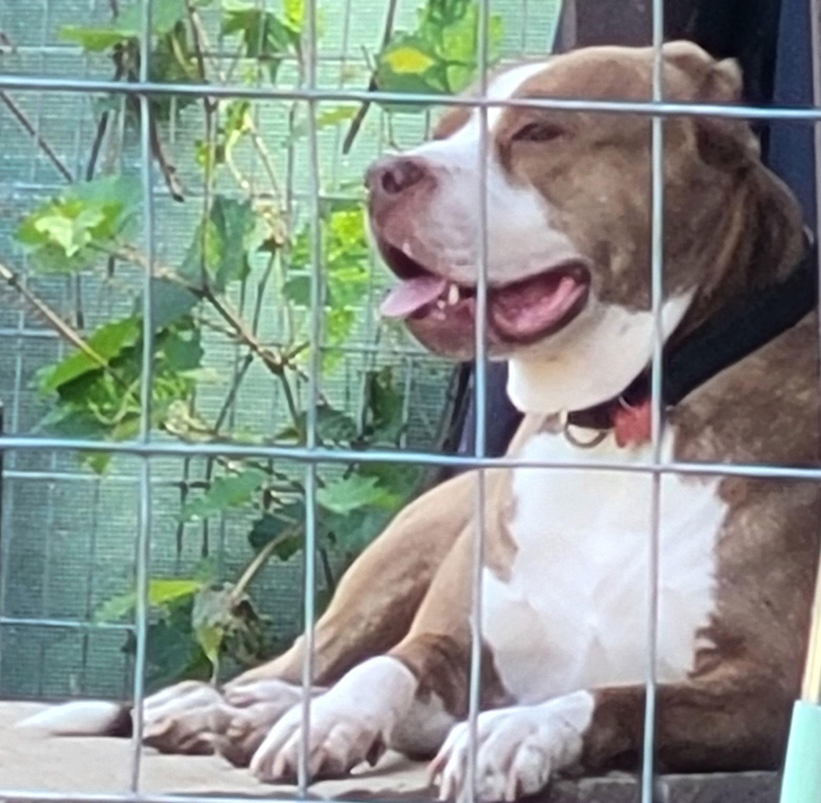 Enlarge Bourbon, a Adoptable mixed breed in Livonia, MI image 1/3