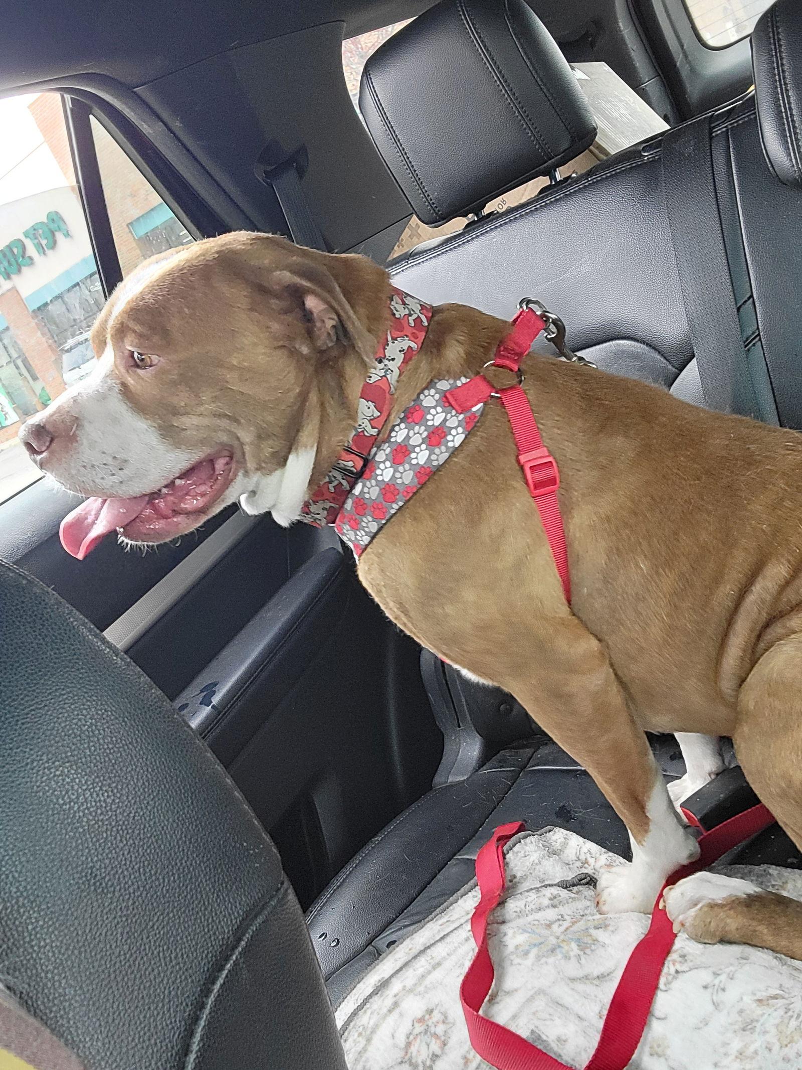 Enlarge Bourbon, a Adoptable mixed breed in Livonia, MI image 2/3
