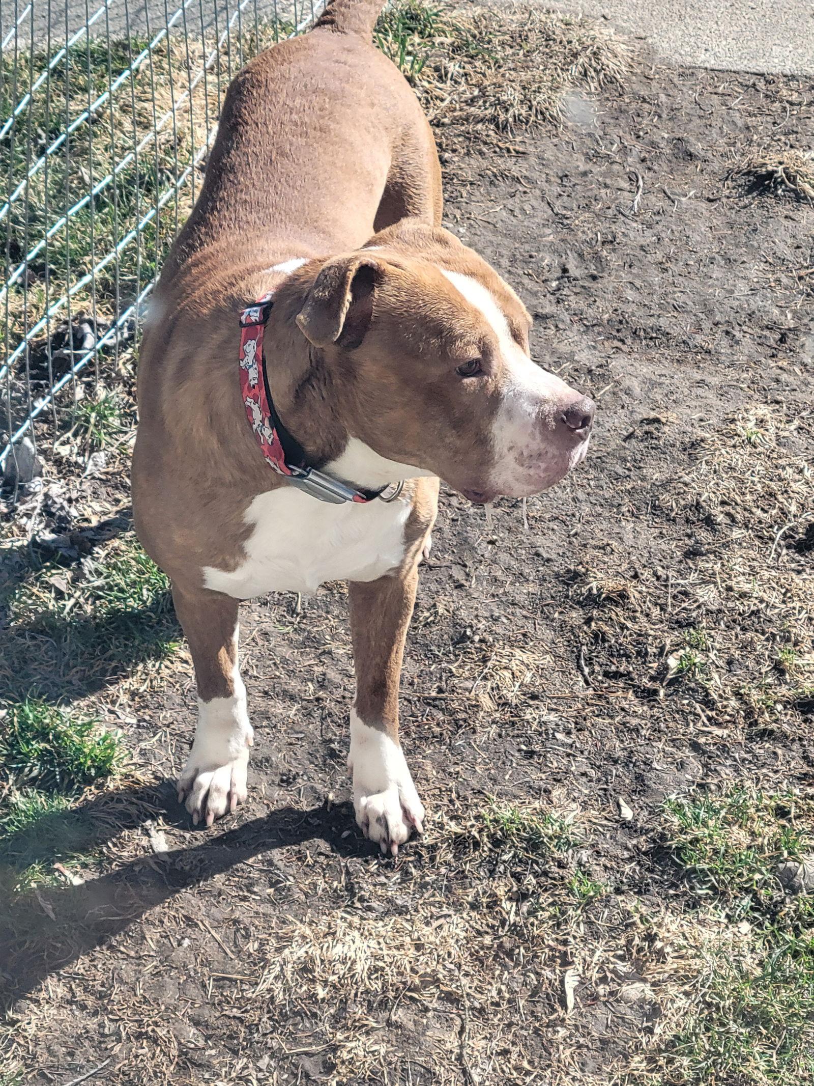 Enlarge Bourbon, a Adoptable mixed breed in Livonia, MI image 3/3