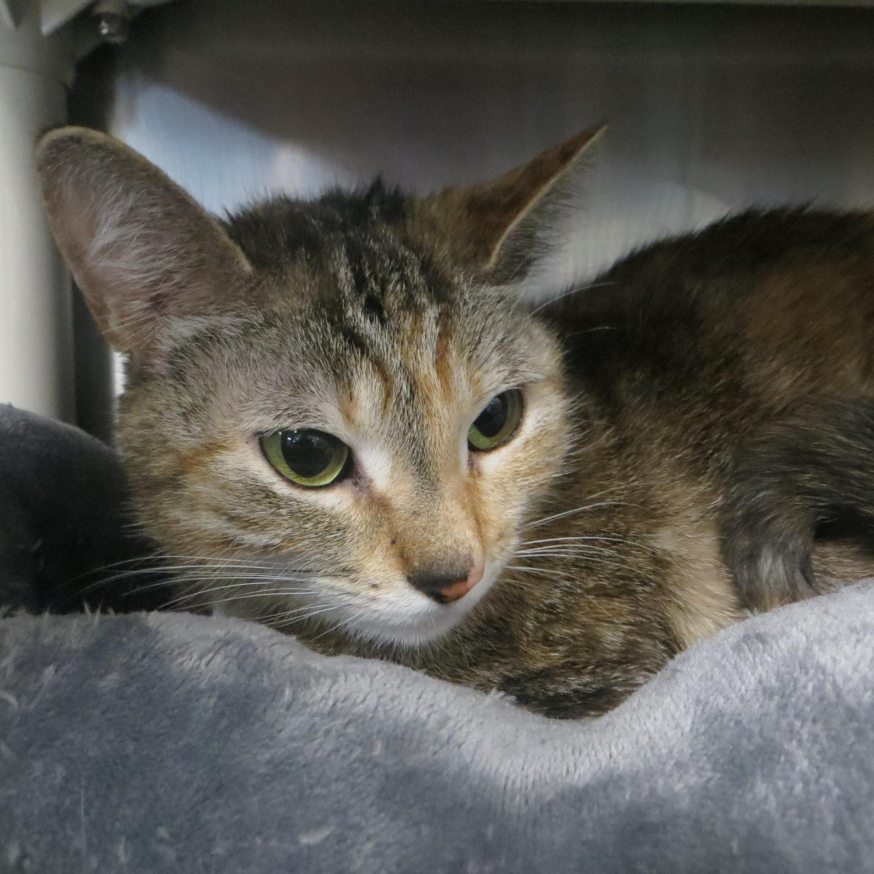 Enlarge HONEY, a ADOPTABLE Torbie in Taunton, MA image 3/6