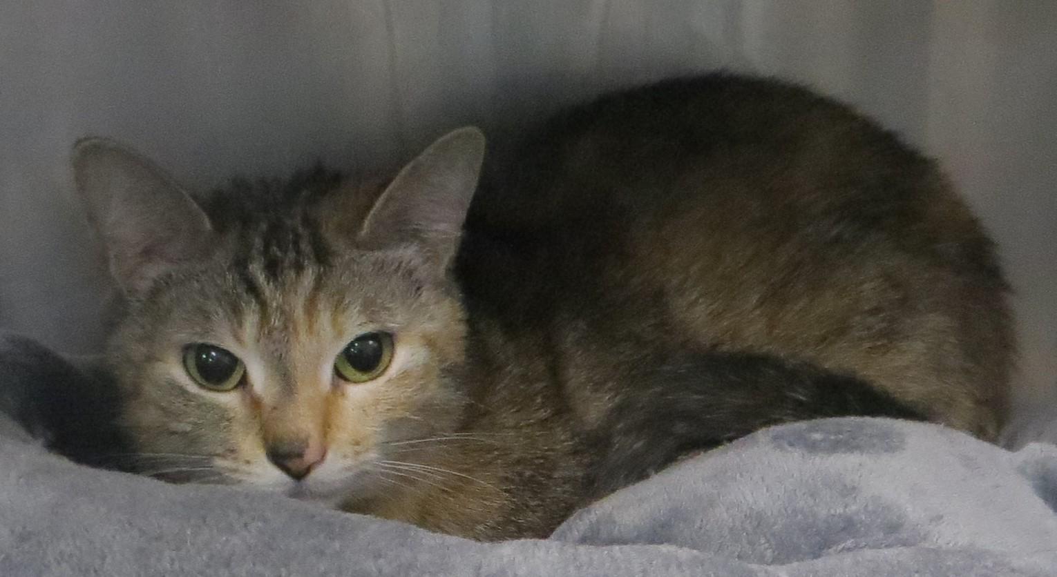 Enlarge HONEY, a ADOPTABLE Torbie in Taunton, MA image 2/6
