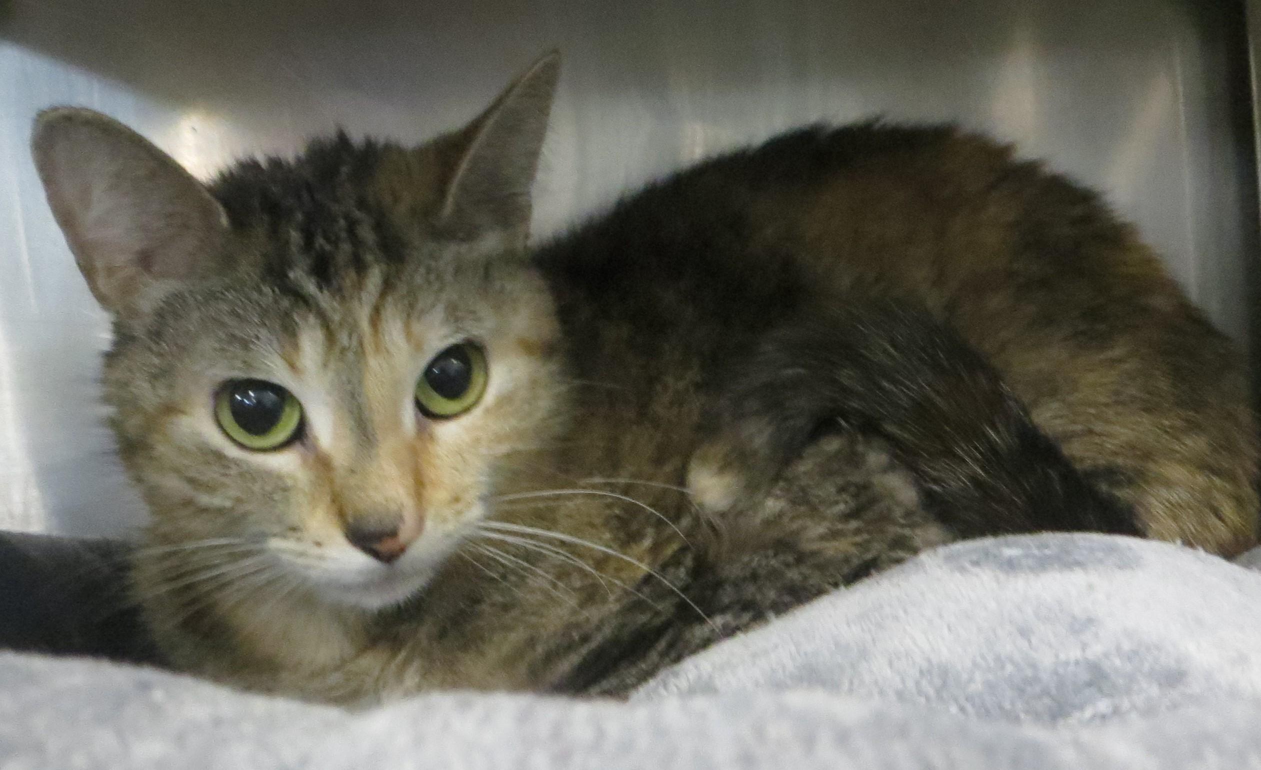 Enlarge HONEY, a ADOPTABLE Torbie in Taunton, MA image 6/6