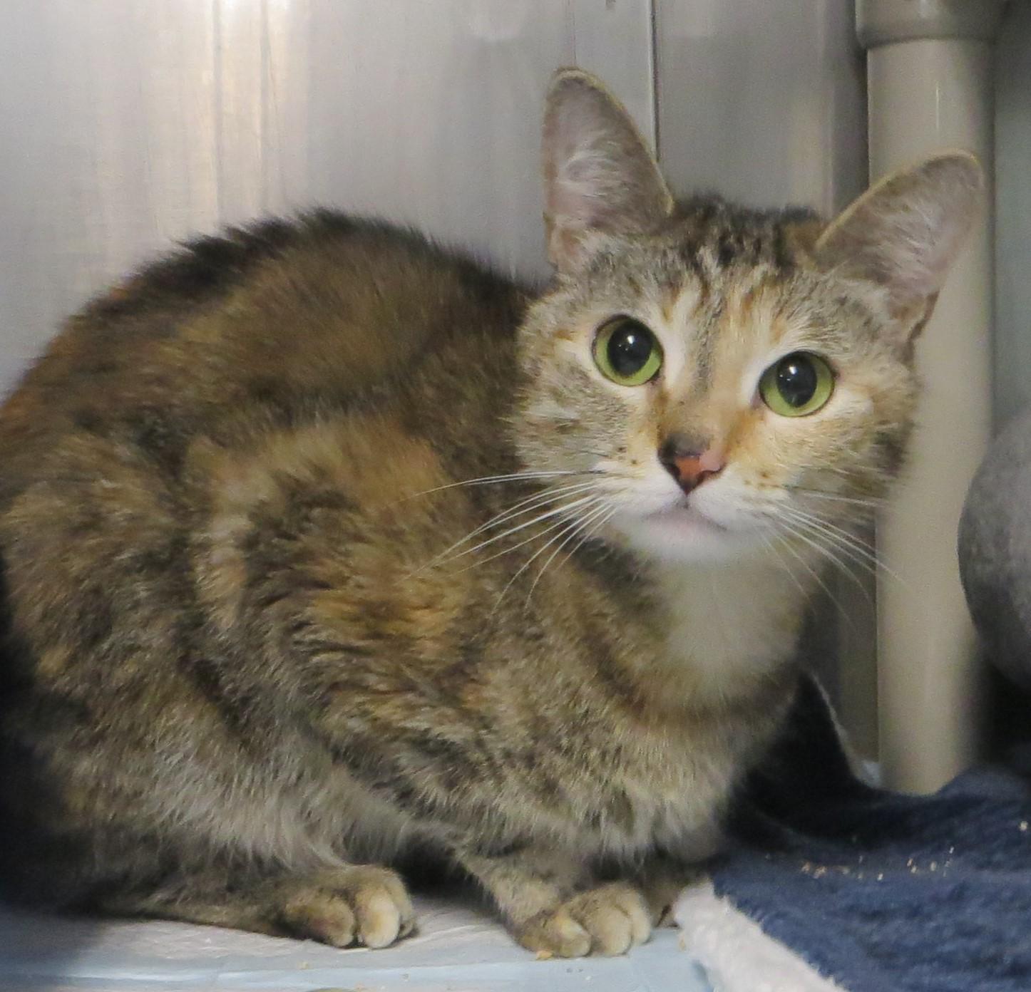 Enlarge HONEY, a ADOPTABLE Torbie in Taunton, MA image 4/6