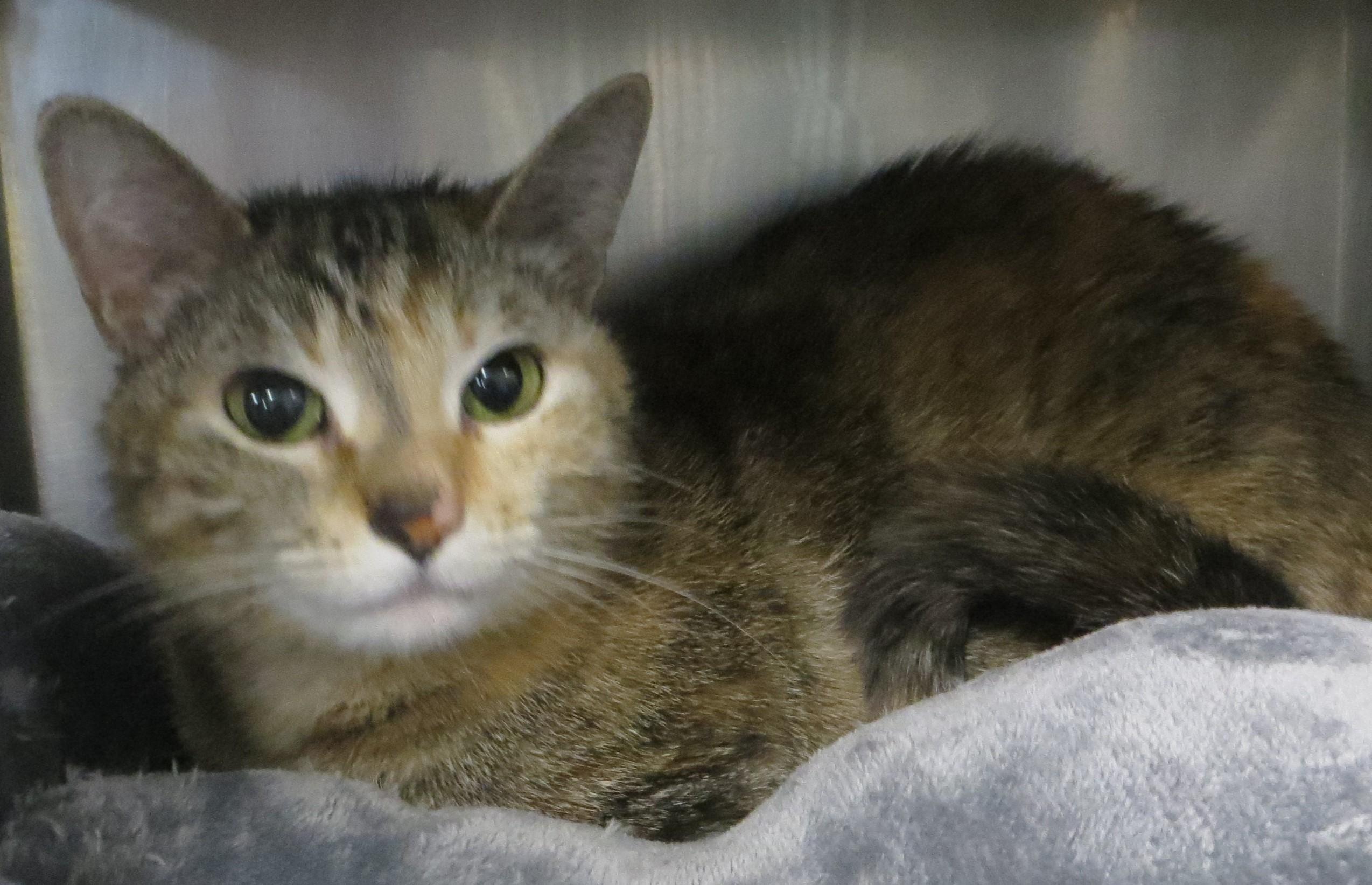 HONEY, ADOPTABLE, Adult Female Torbie.