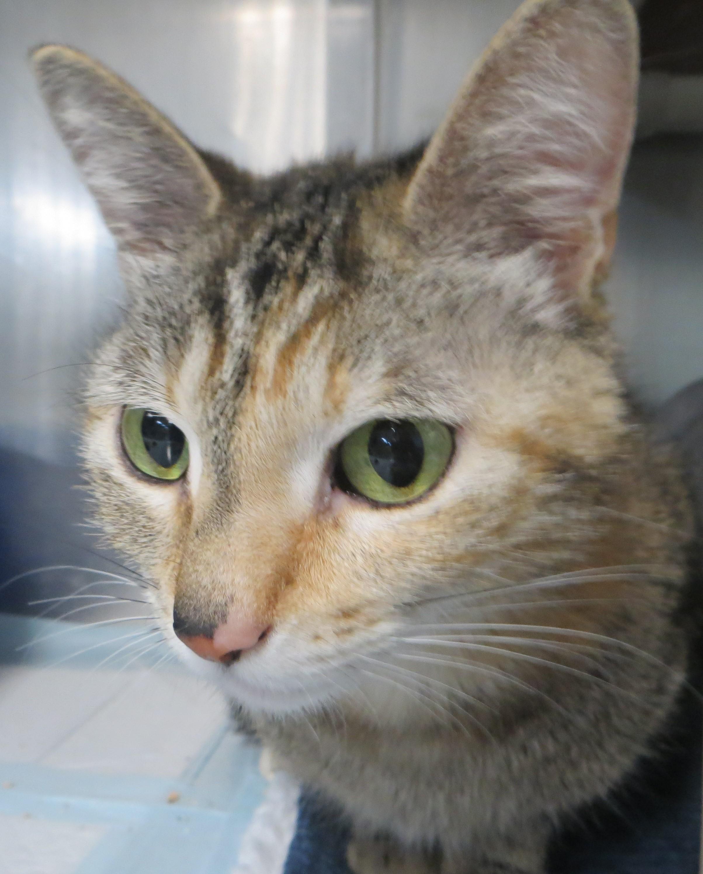 Enlarge HONEY, a ADOPTABLE Torbie in Taunton, MA image 5/6
