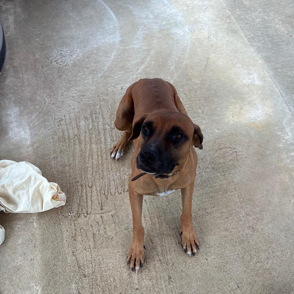 Enlarge draco, a Adoptable Mixed Breed in Lyons, GA image 1/2