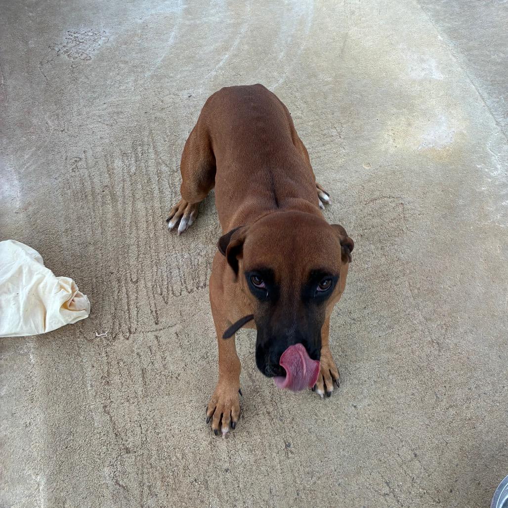 Enlarge draco, a Adoptable Mixed Breed in Lyons, GA image 2/2