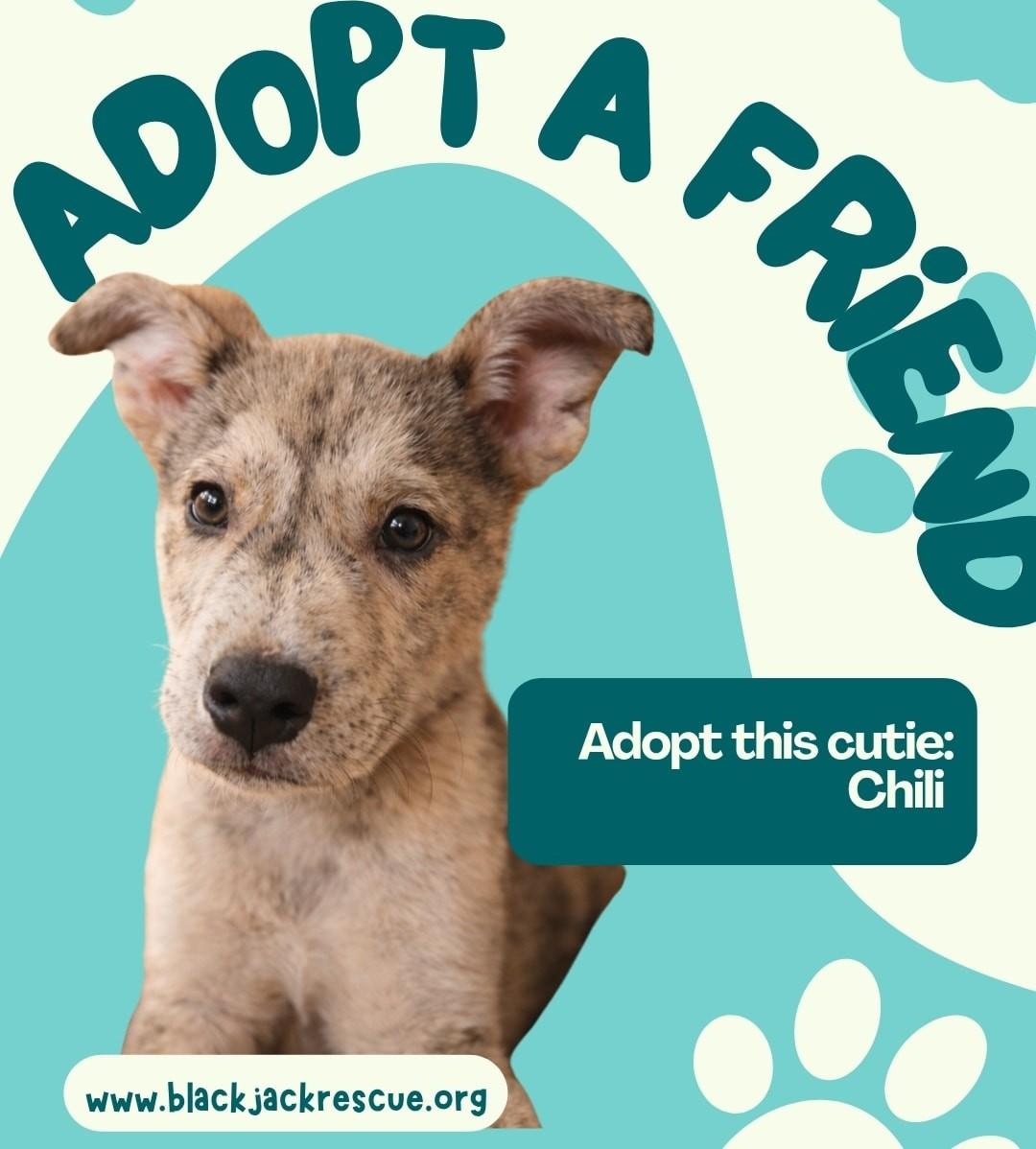 Enlarge Chili, a ADOPTABLE mixed breed in Charlotte, NC image 3/3