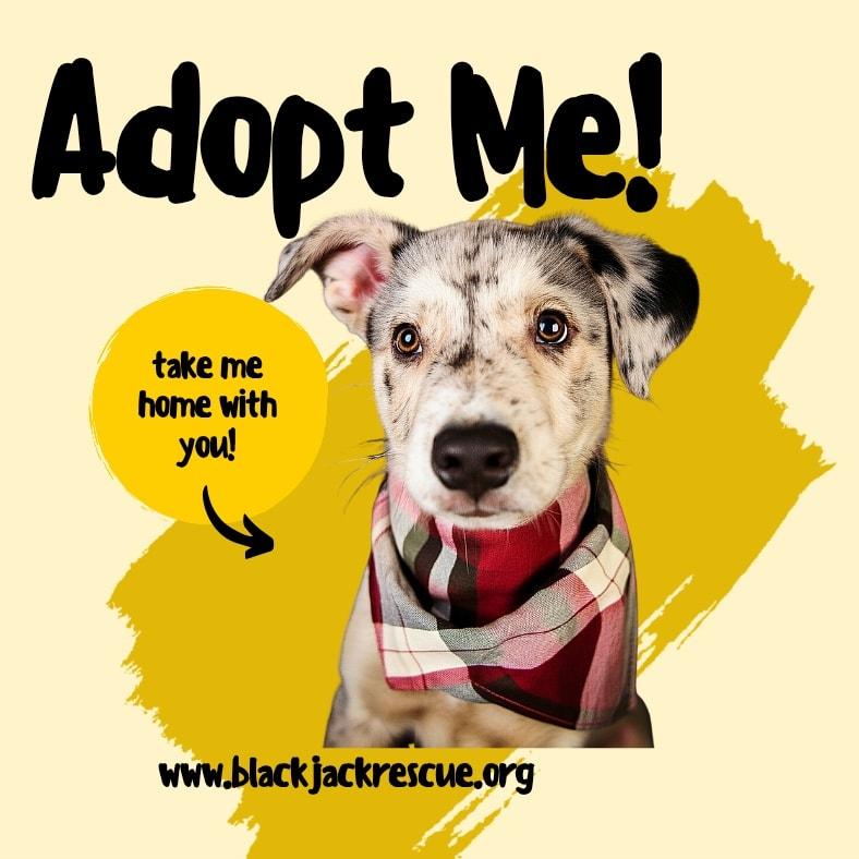 Enlarge Chili, a ADOPTABLE mixed breed in Charlotte, NC image 2/3