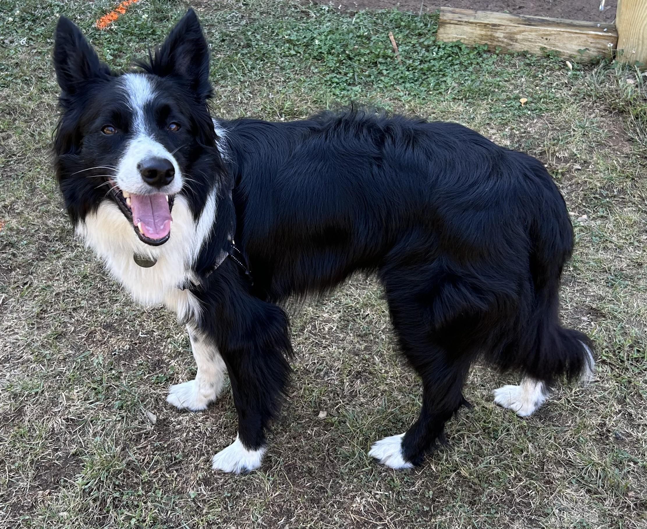 Aspen, a Adoptable Border Collie in Front Royal, VA image 1/4