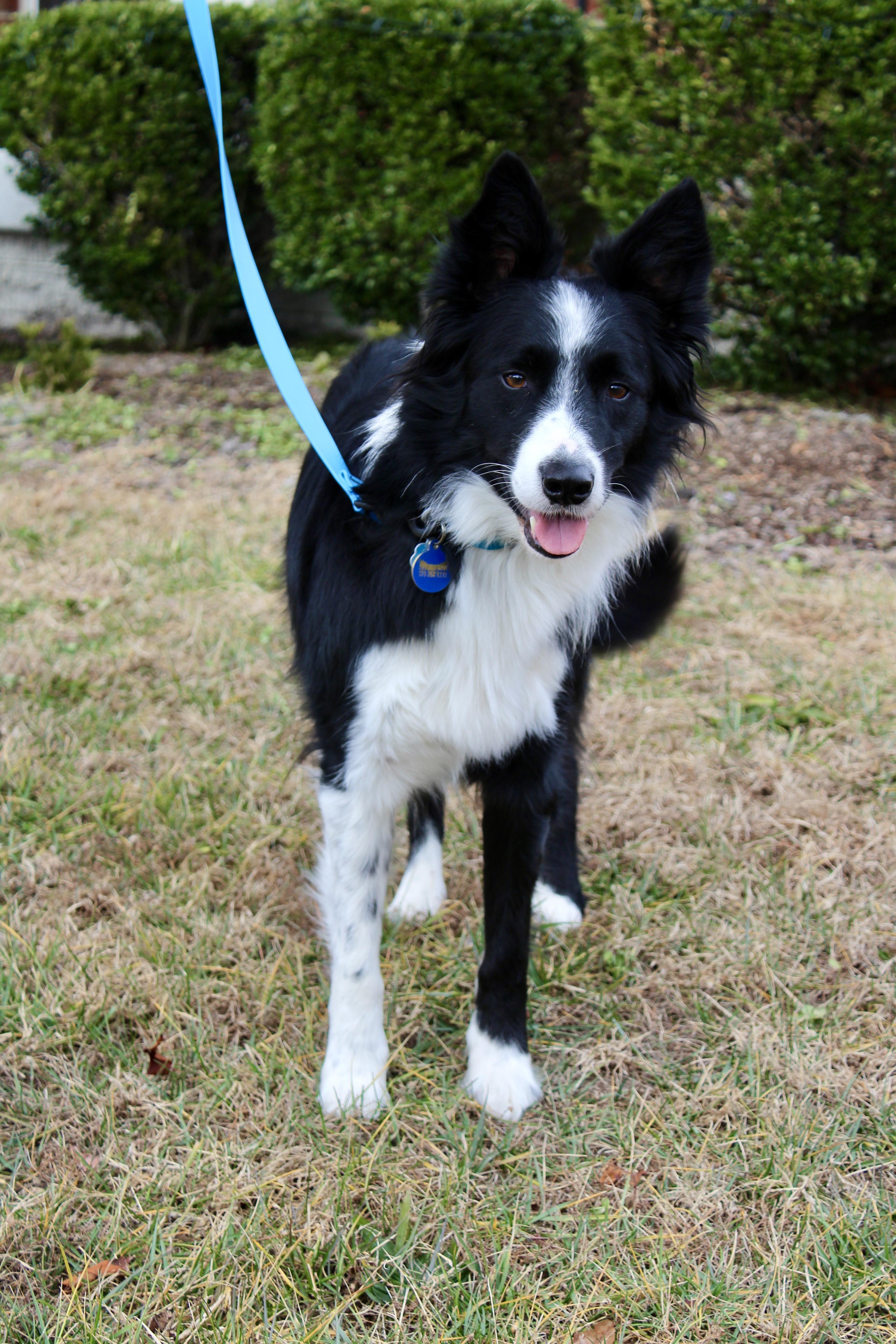 Aspen, Adoptable, Adult Male Border Collie.