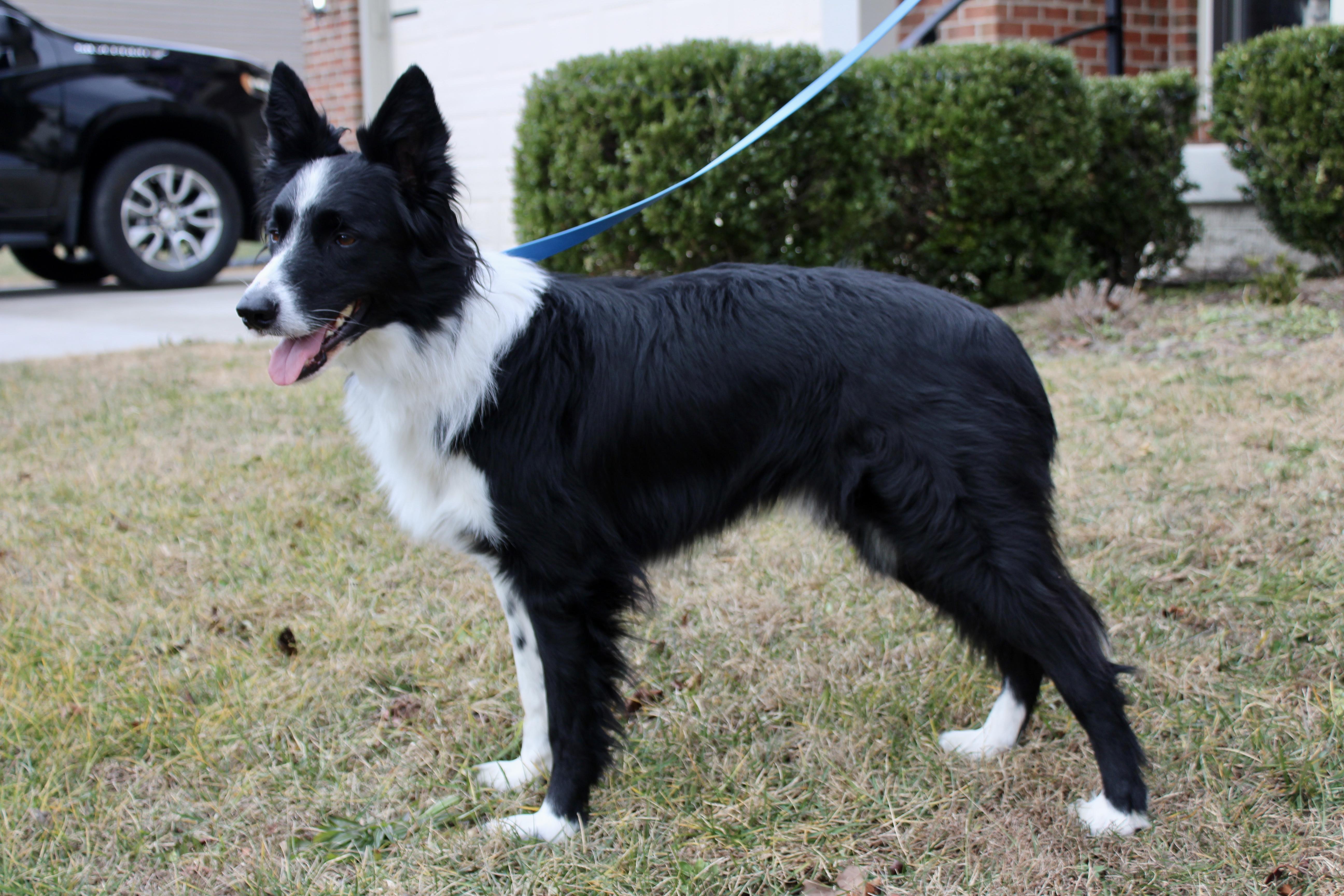 Enlarge Aspen, a Adoptable Border Collie in Culpeper, VA image 6/6