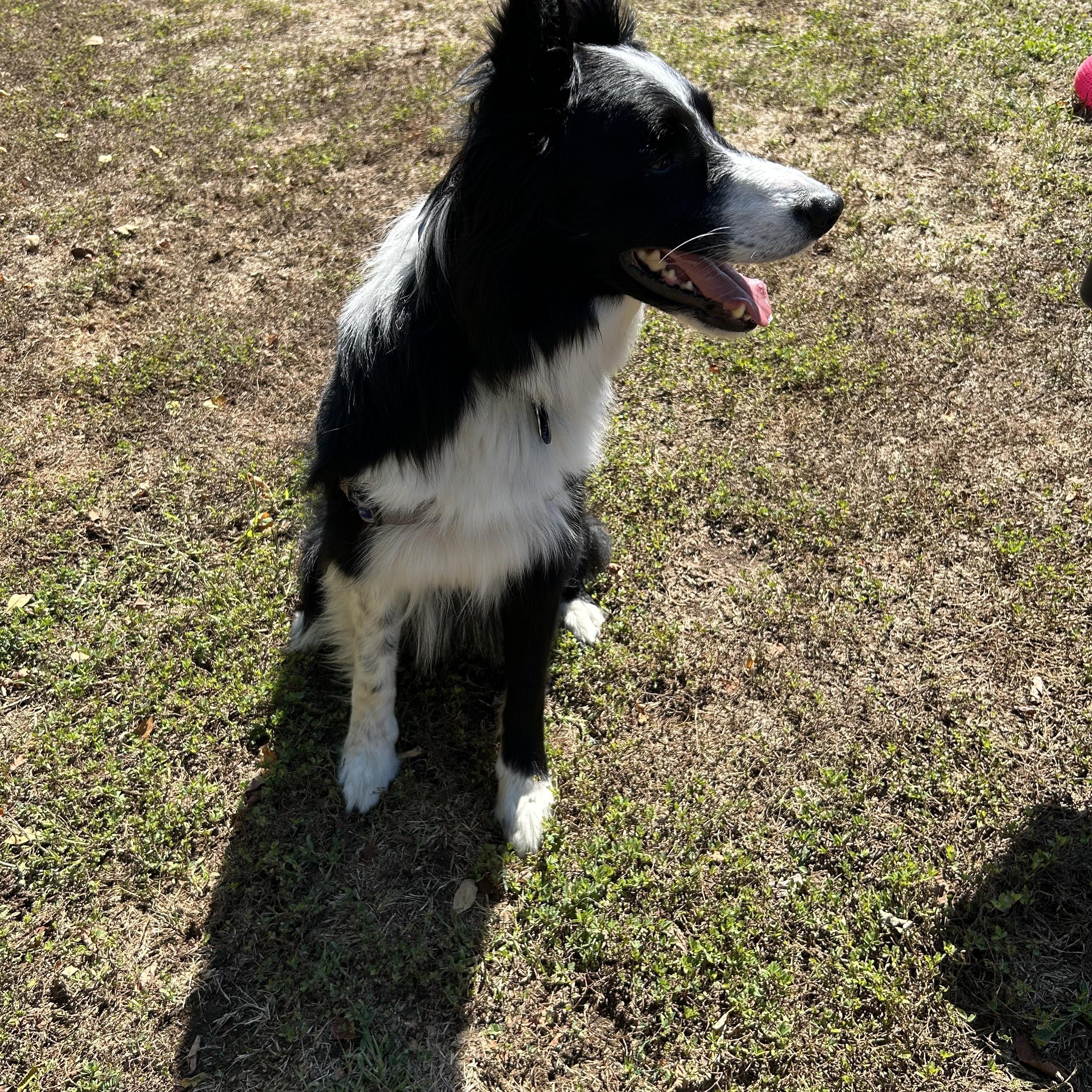 Aspen, a Adoptable Border Collie in Front Royal, VA image 2/4