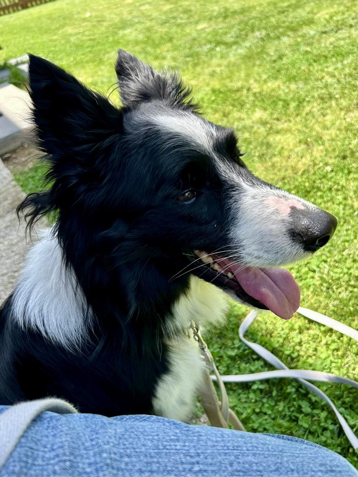 Aspen, a Adoptable Border Collie in Front Royal, VA image 3/4