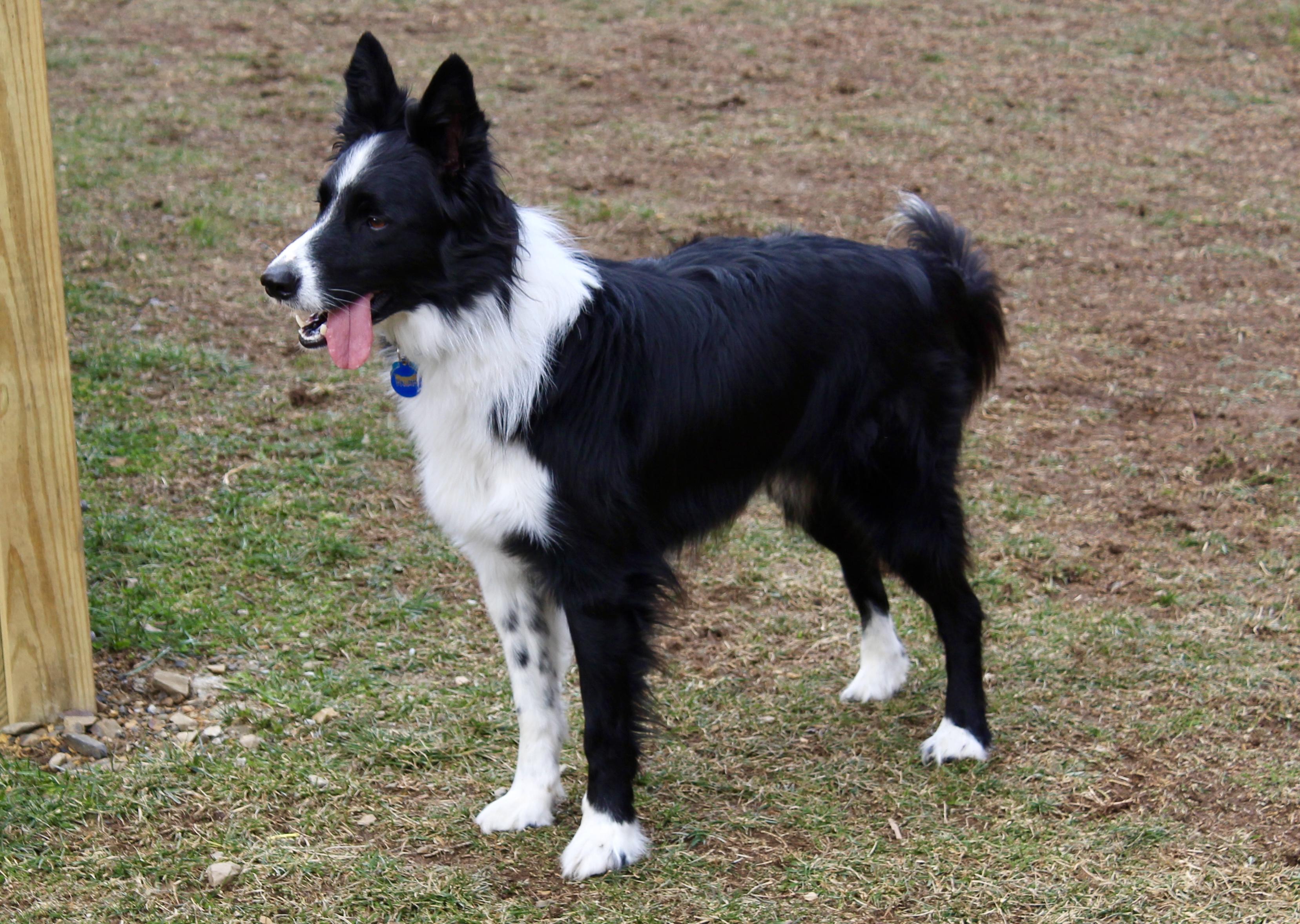Enlarge Aspen, a Adoptable Border Collie in Culpeper, VA image 5/6