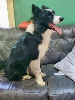 Aspen, a Adoptable Border Collie in Front Royal, VA image 4/4