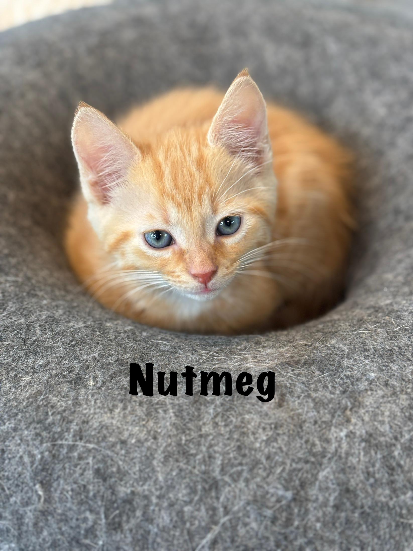 Nutmeg , adopted, Kitten Male Domestic Short Hair.