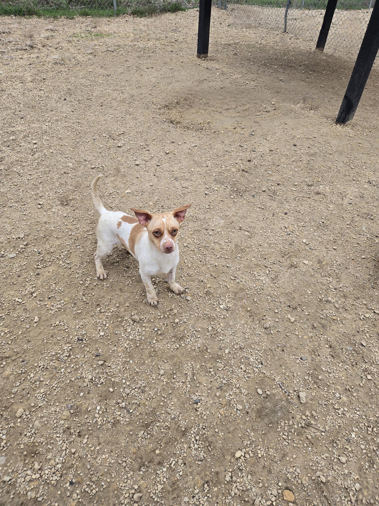 Bartolo, Adoptable, Adult Male Terrier.