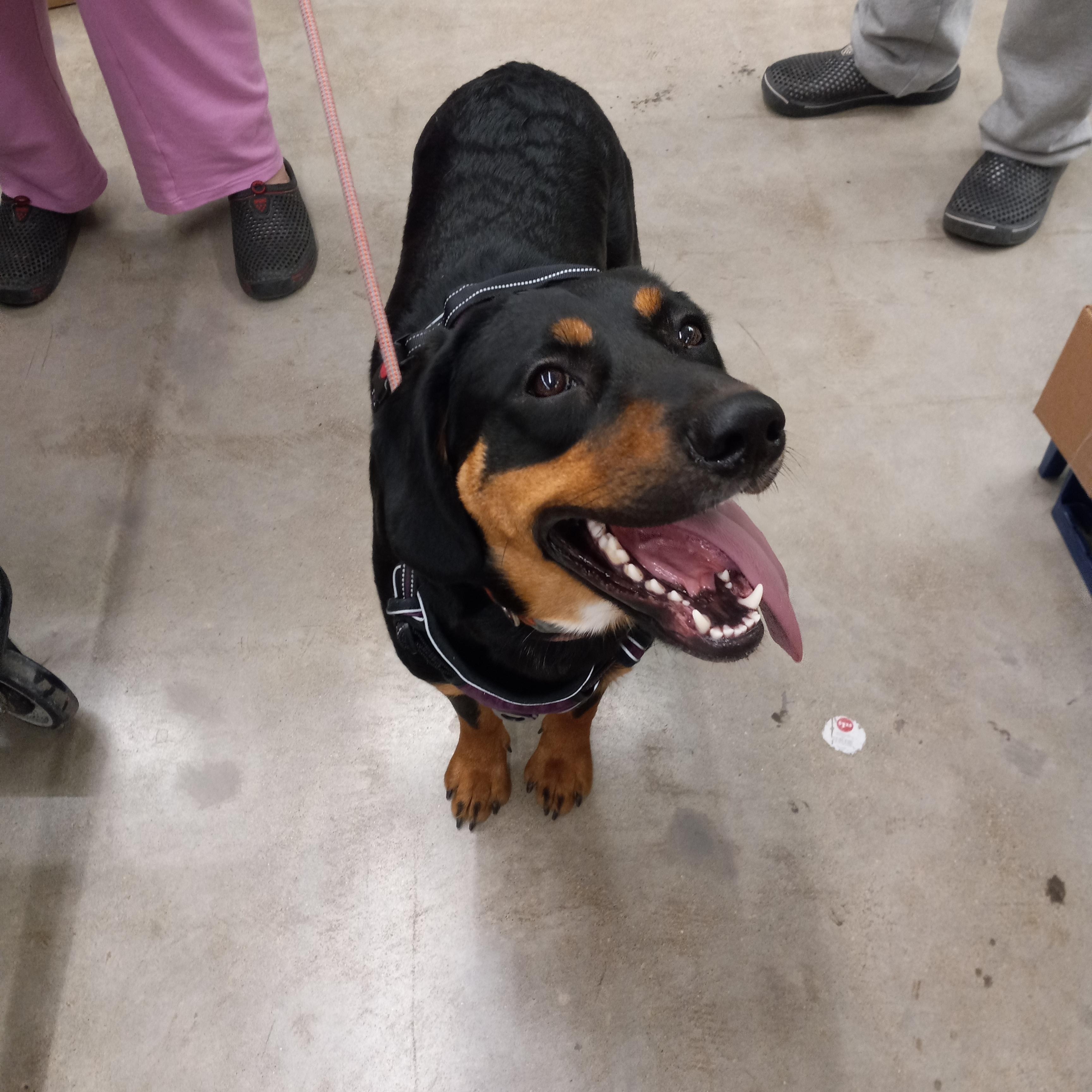 Enlarge Lucas, a Adoptable mixed breed in Kokomo, IN image 1/6