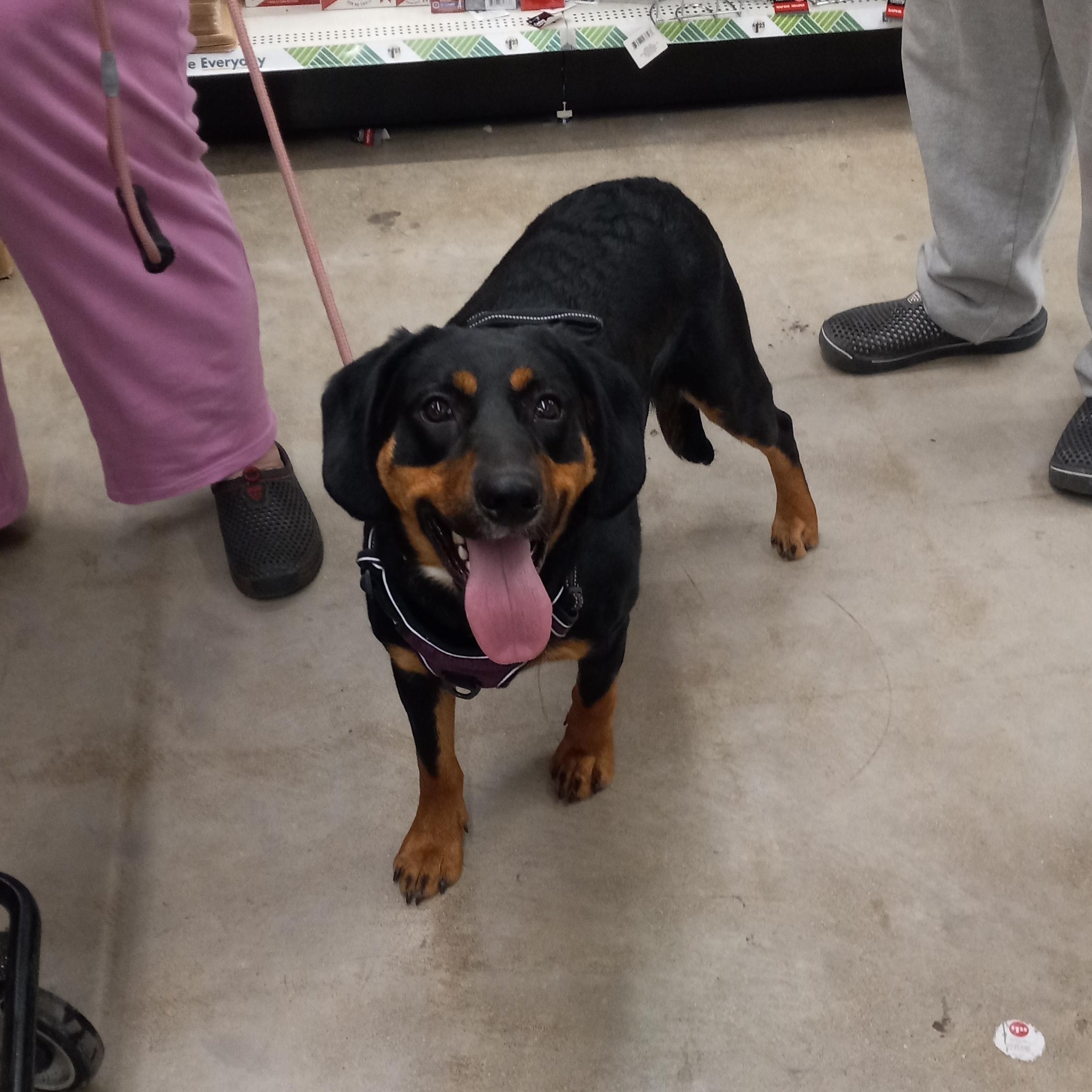 Enlarge Lucas, a Adoptable mixed breed in Kokomo, IN image 5/6