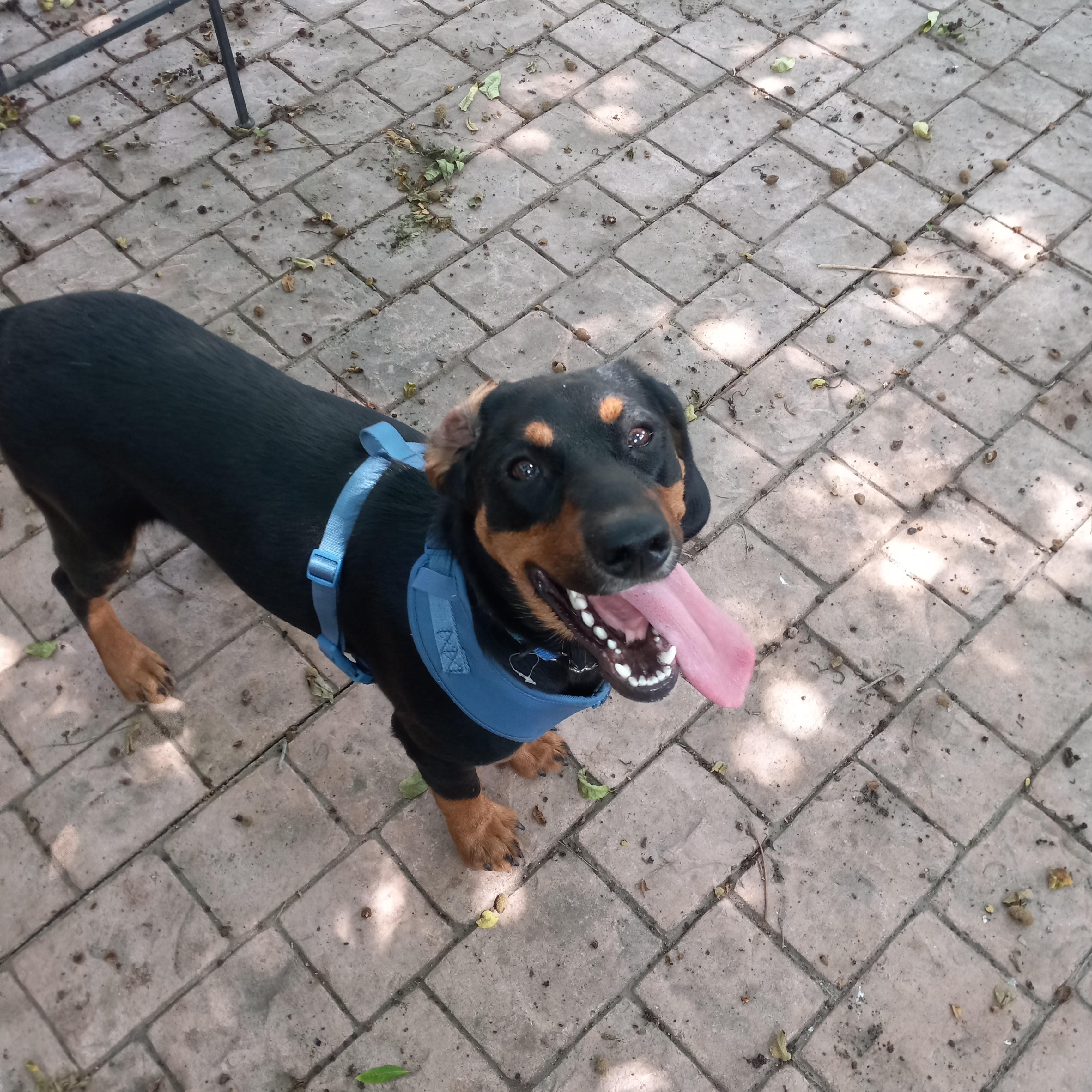Enlarge Lucas, a Adoptable mixed breed in Kokomo, IN image 2/6