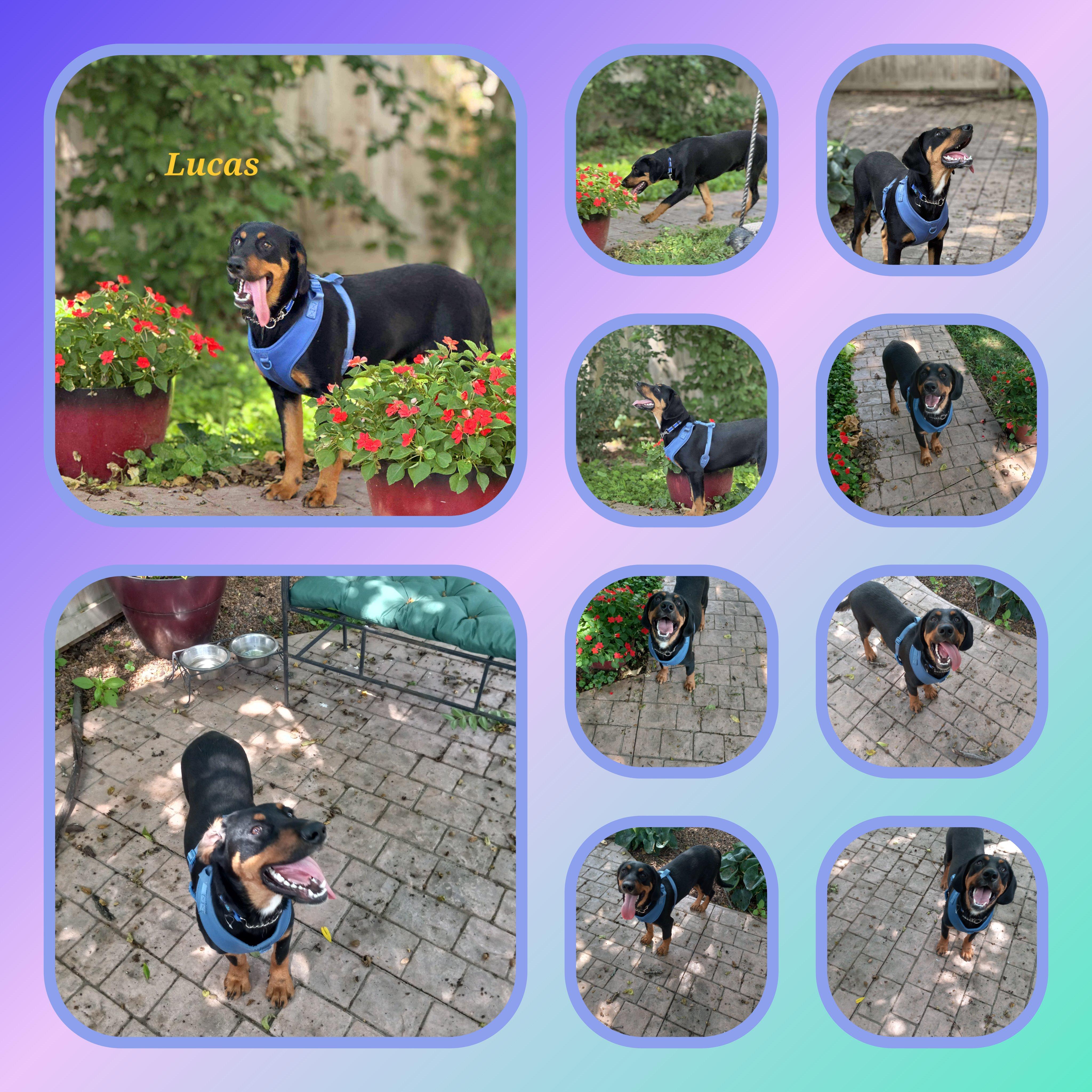 Enlarge Lucas, a Adoptable mixed breed in Kokomo, IN image 3/6