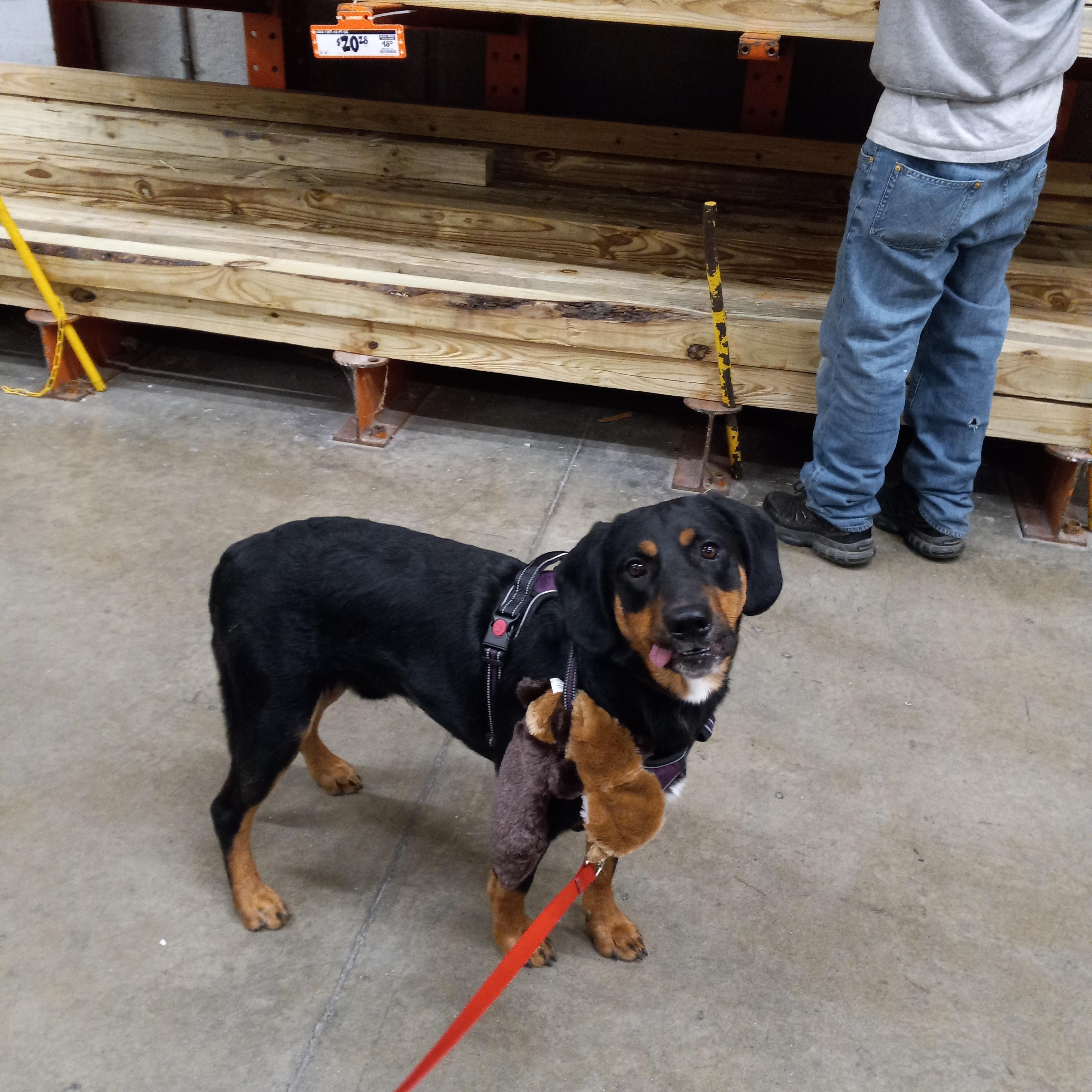 Enlarge Lucas, a Adoptable mixed breed in Kokomo, IN image 6/6
