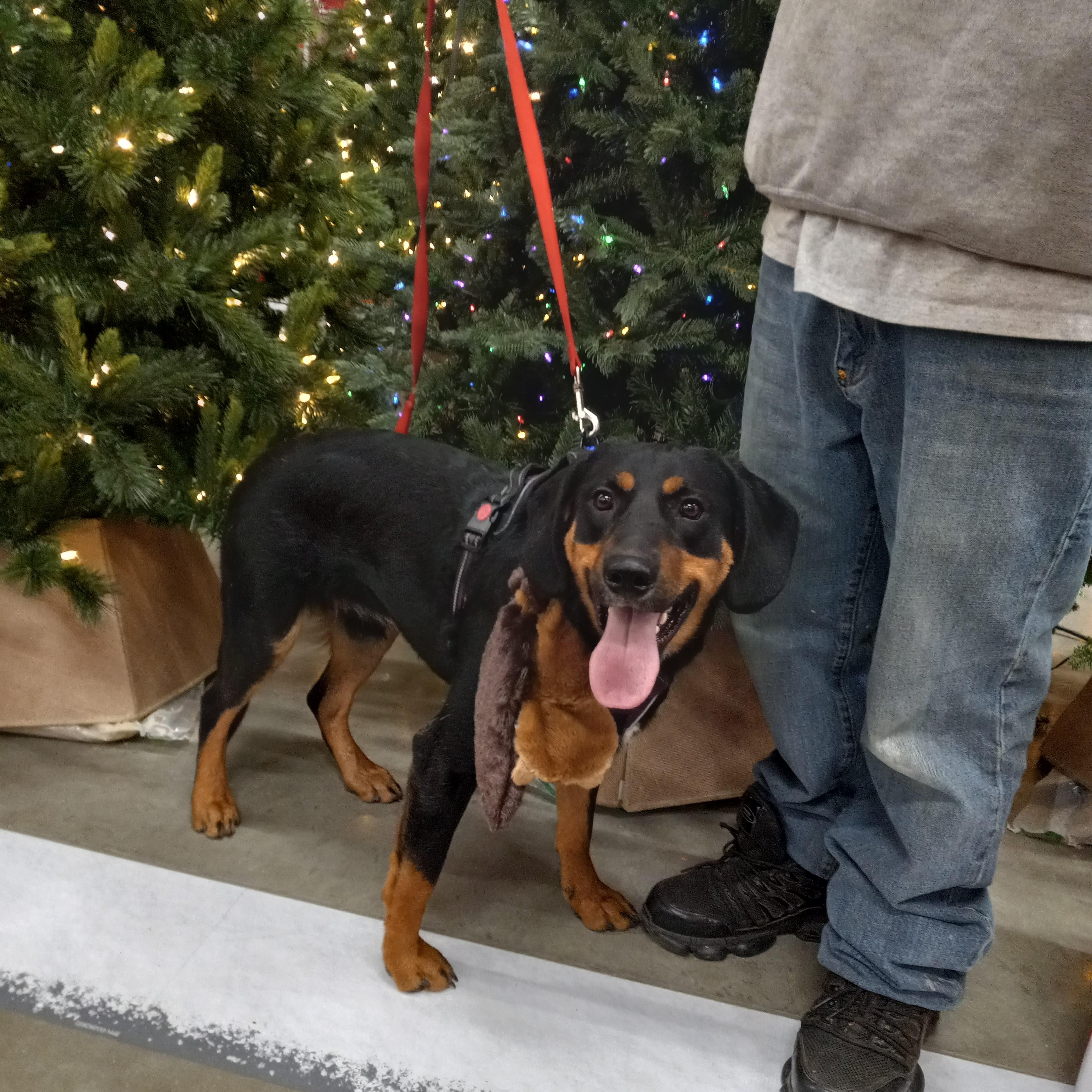 Enlarge Lucas, a Adoptable mixed breed in Kokomo, IN image 4/6