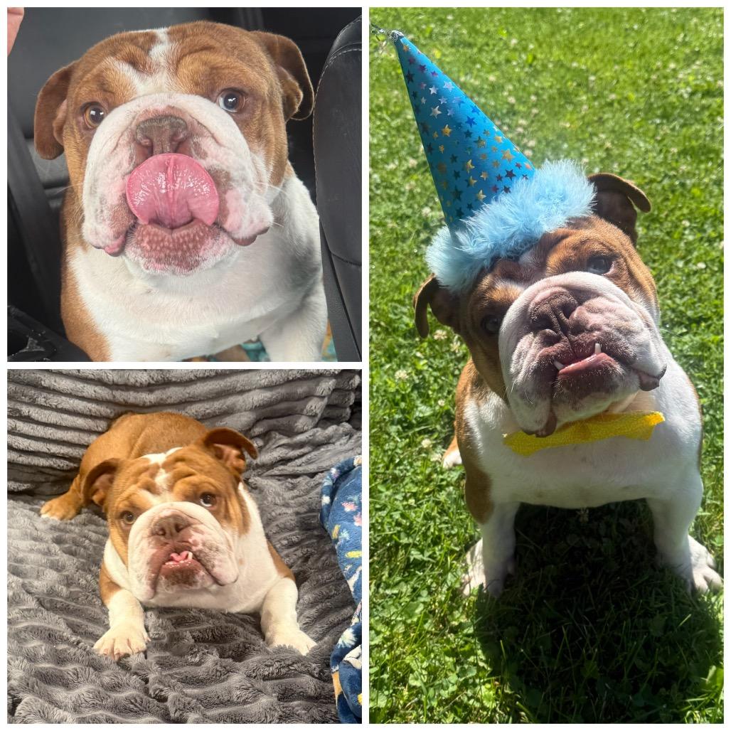 Denny, adopted, Adult Male English Bulldog.