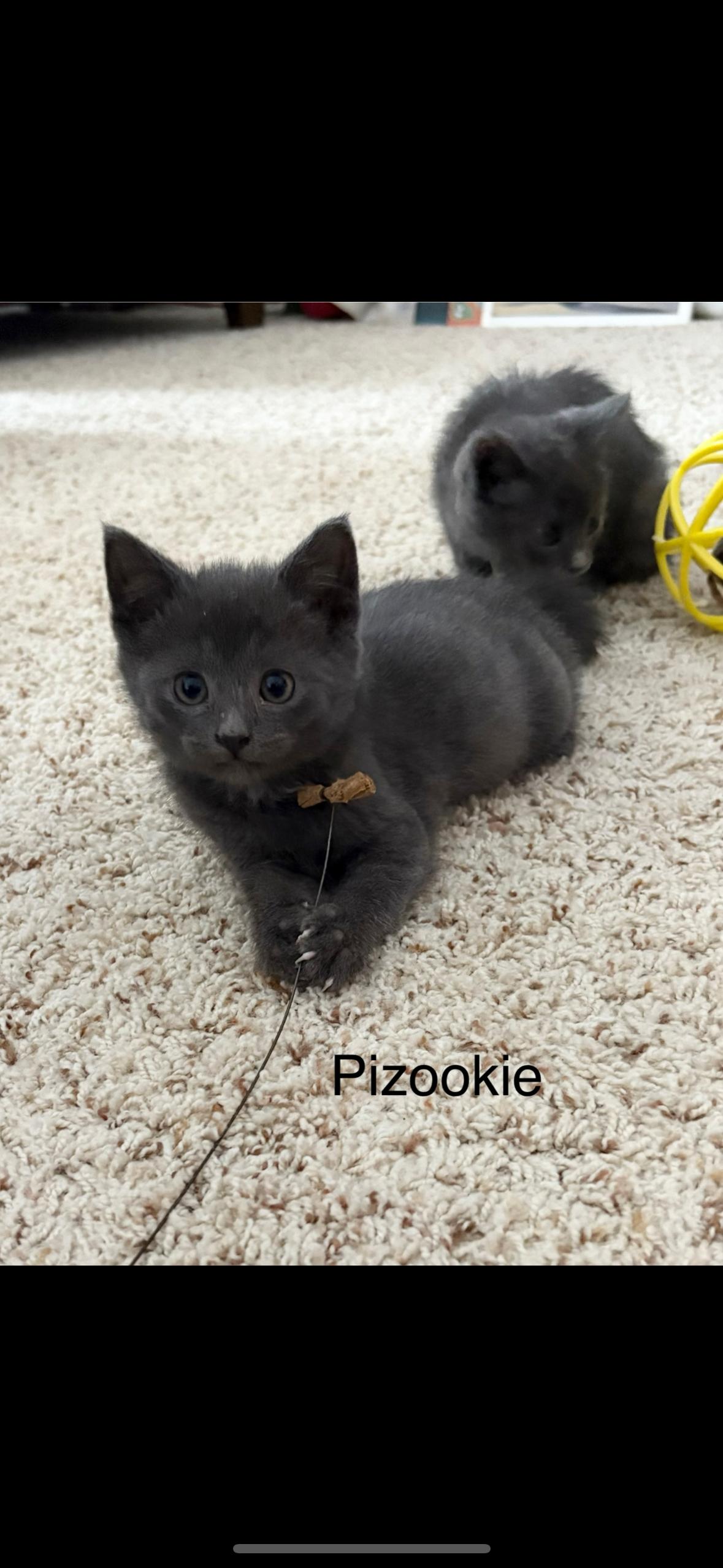 Pizookie, ADOPTABLE, Kitten Female American Shorthair.