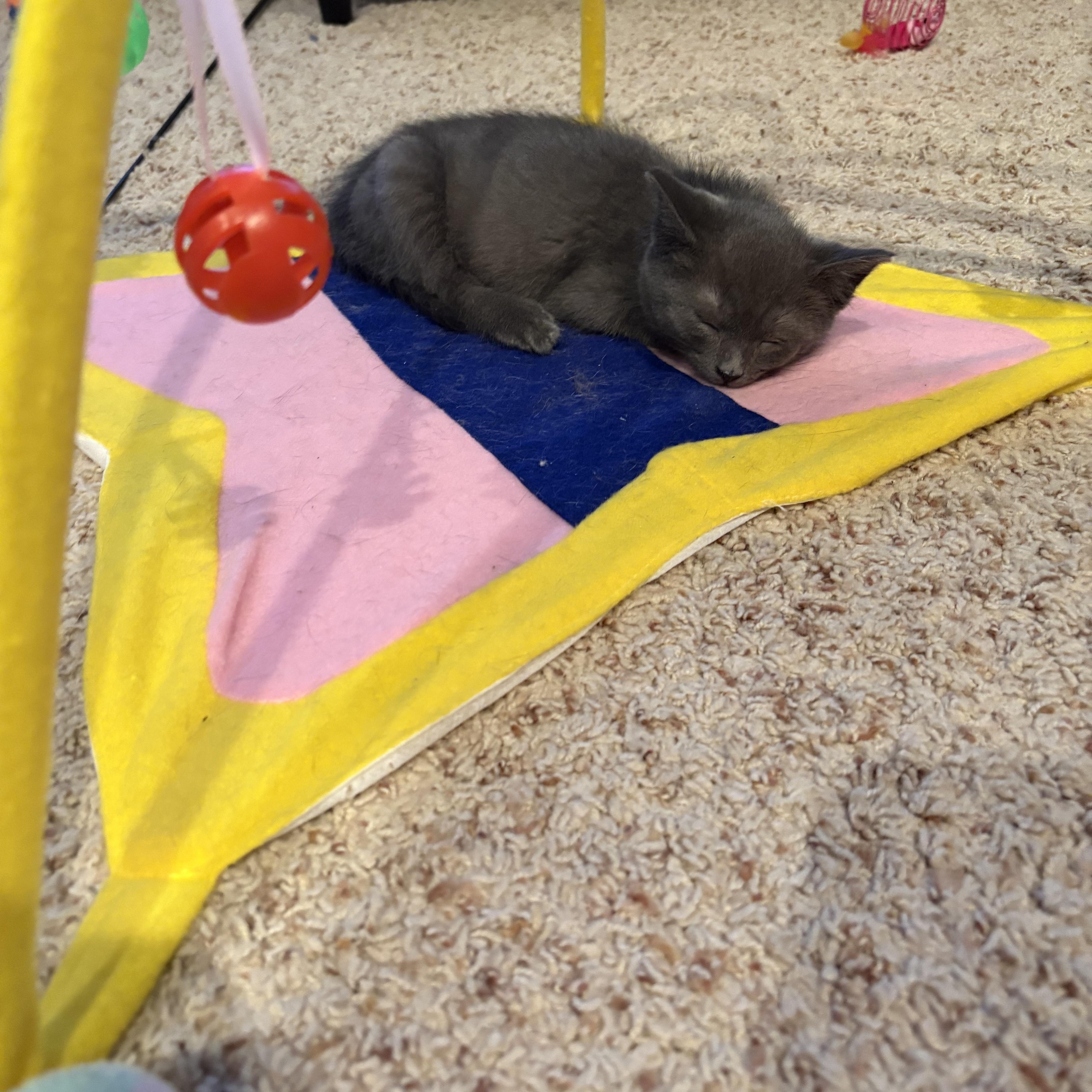 Enlarge Pizookie, a ADOPTABLE American Shorthair in Big Rapids, MI image 3/3
