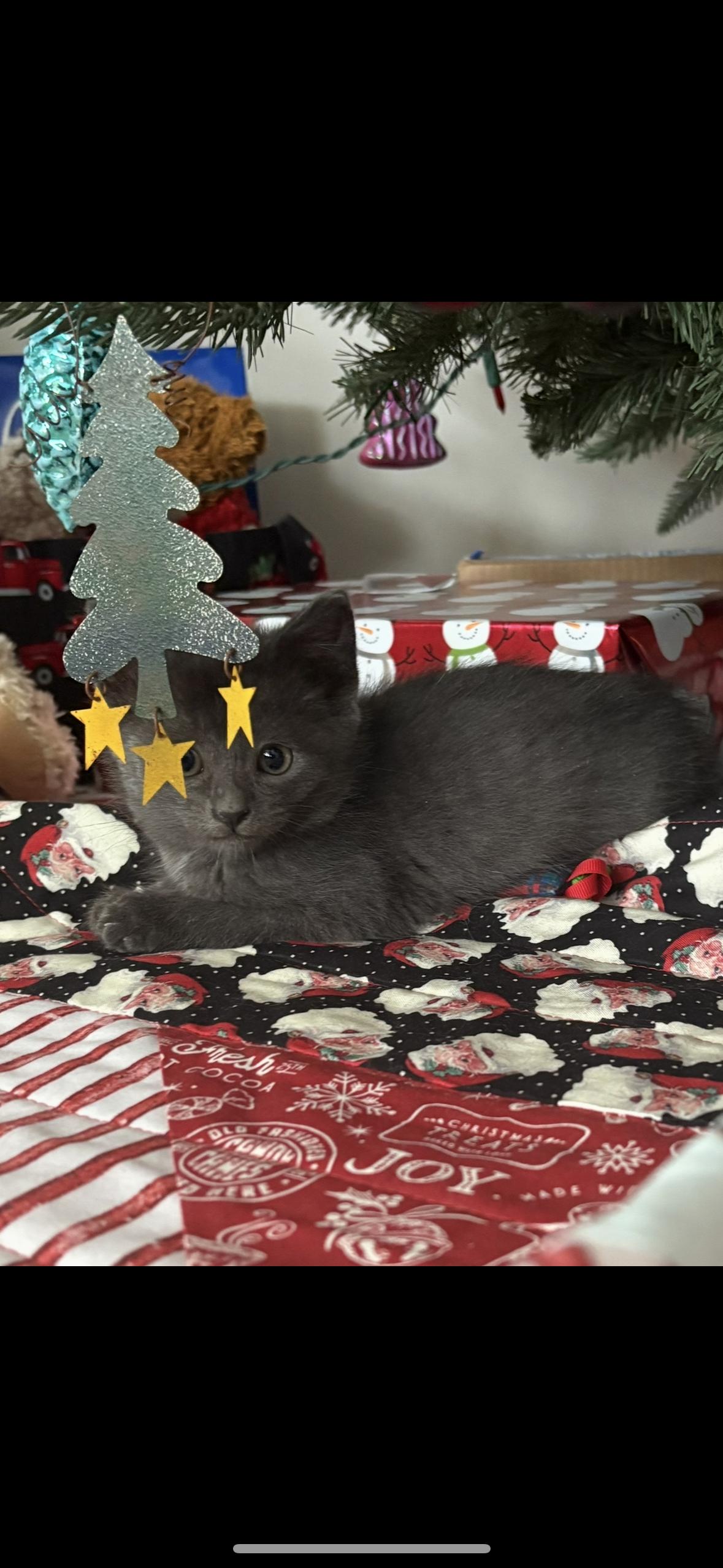 Enlarge Pizookie, a ADOPTABLE American Shorthair in Big Rapids, MI image 2/3