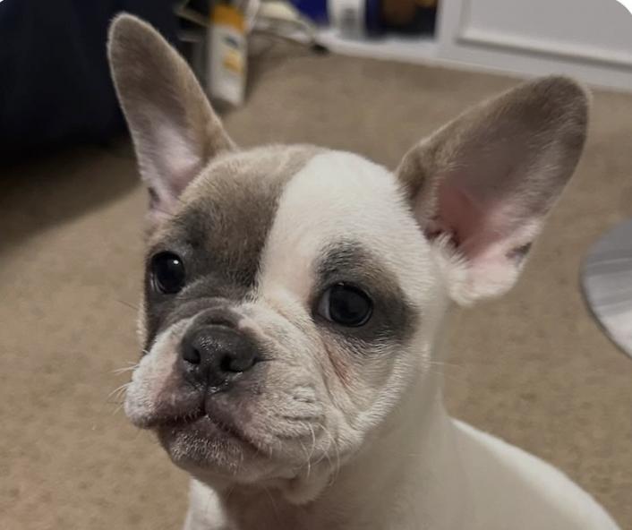Alvin, adopted, Puppy Male French Bulldog & Bulldog.