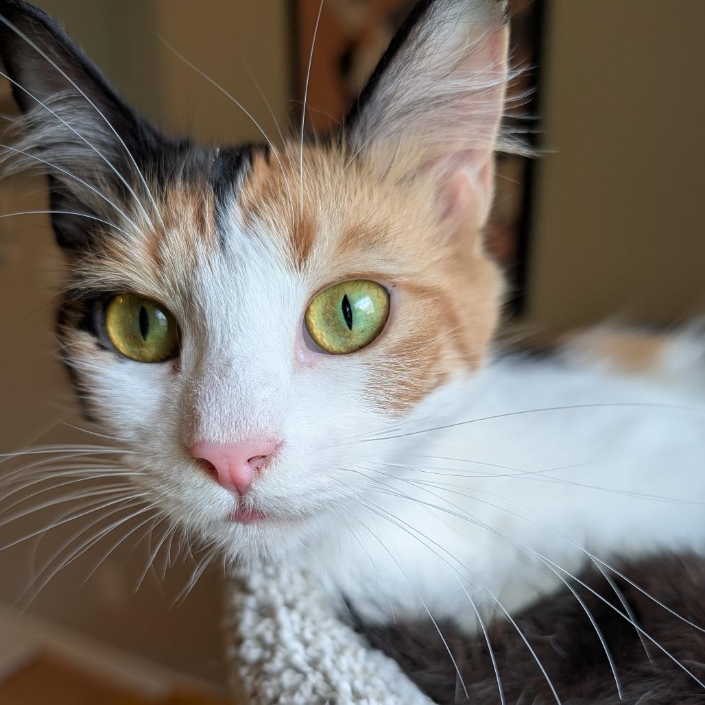 Lovey Limon 56045, Adoptable, Adult Female Domestic Short Hair.